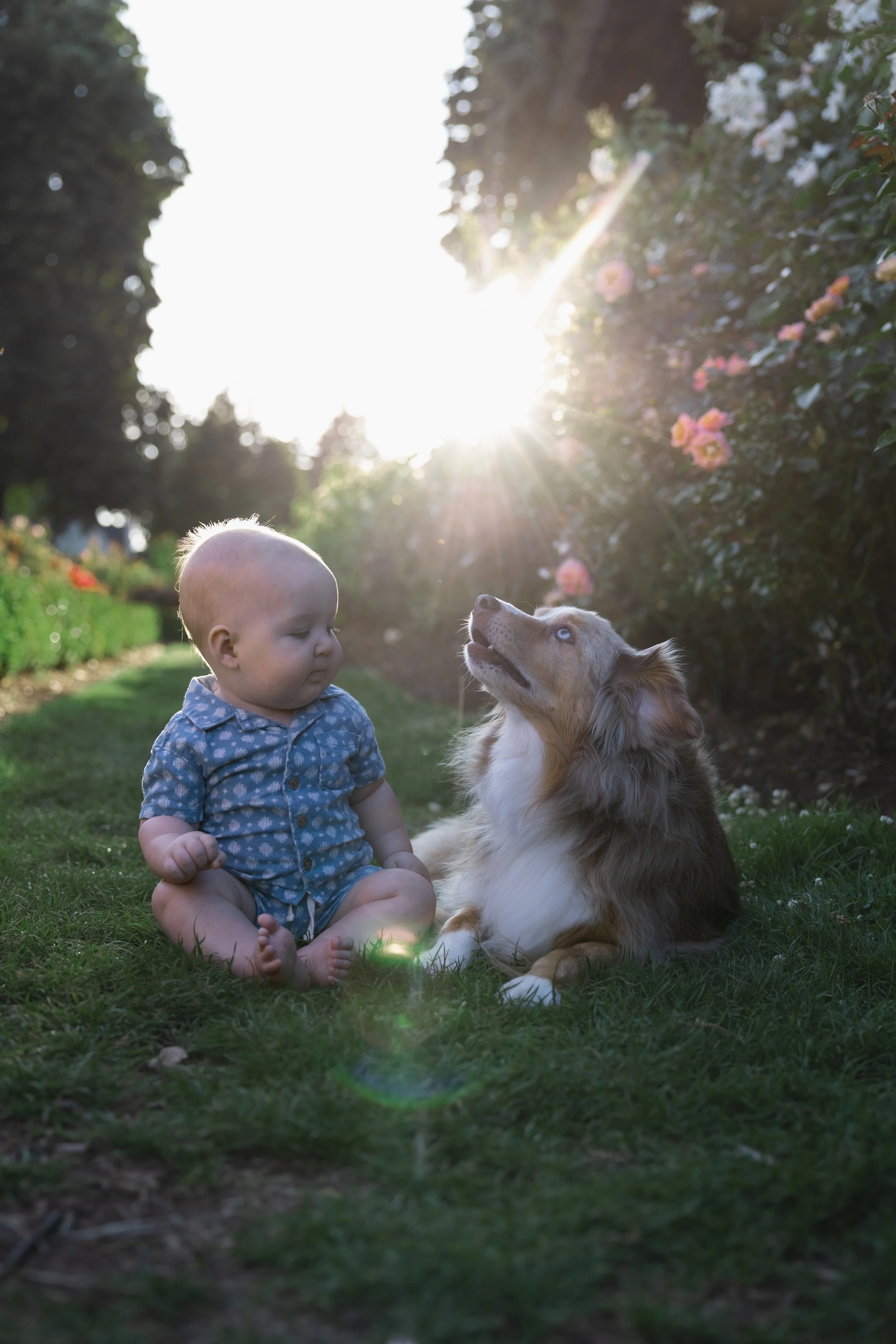 A young child sitting on grass facing a dog with blue eyes; the child wears a blue patterned shirt and looks at the dog, which is looking back. Bright sunlight shines behind a bush with pink flowers, creating a glow in the scene.