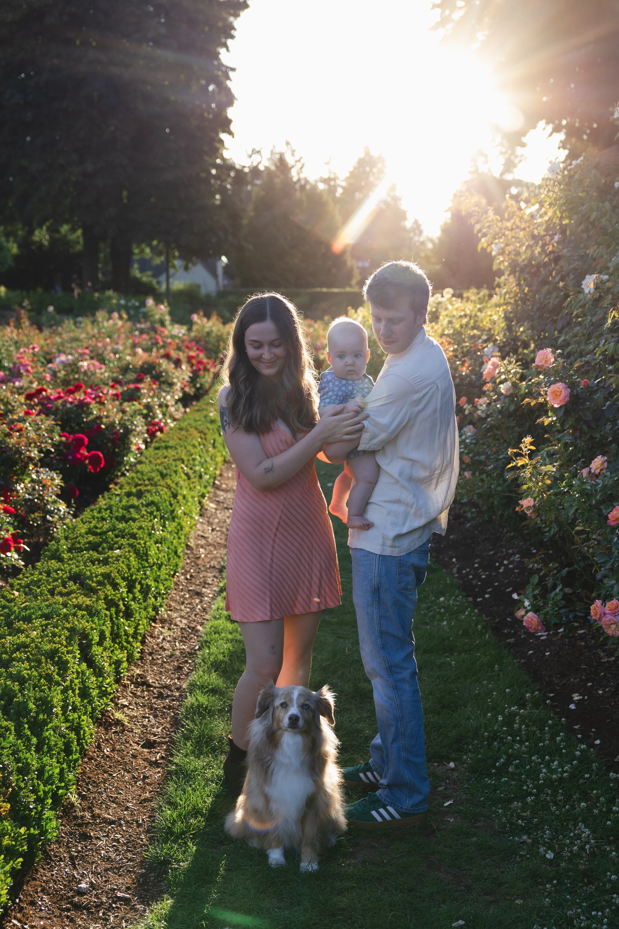 A family of three with a dog standing on a garden path surrounded by colorful roses, with the sun setting behind trees in the background.