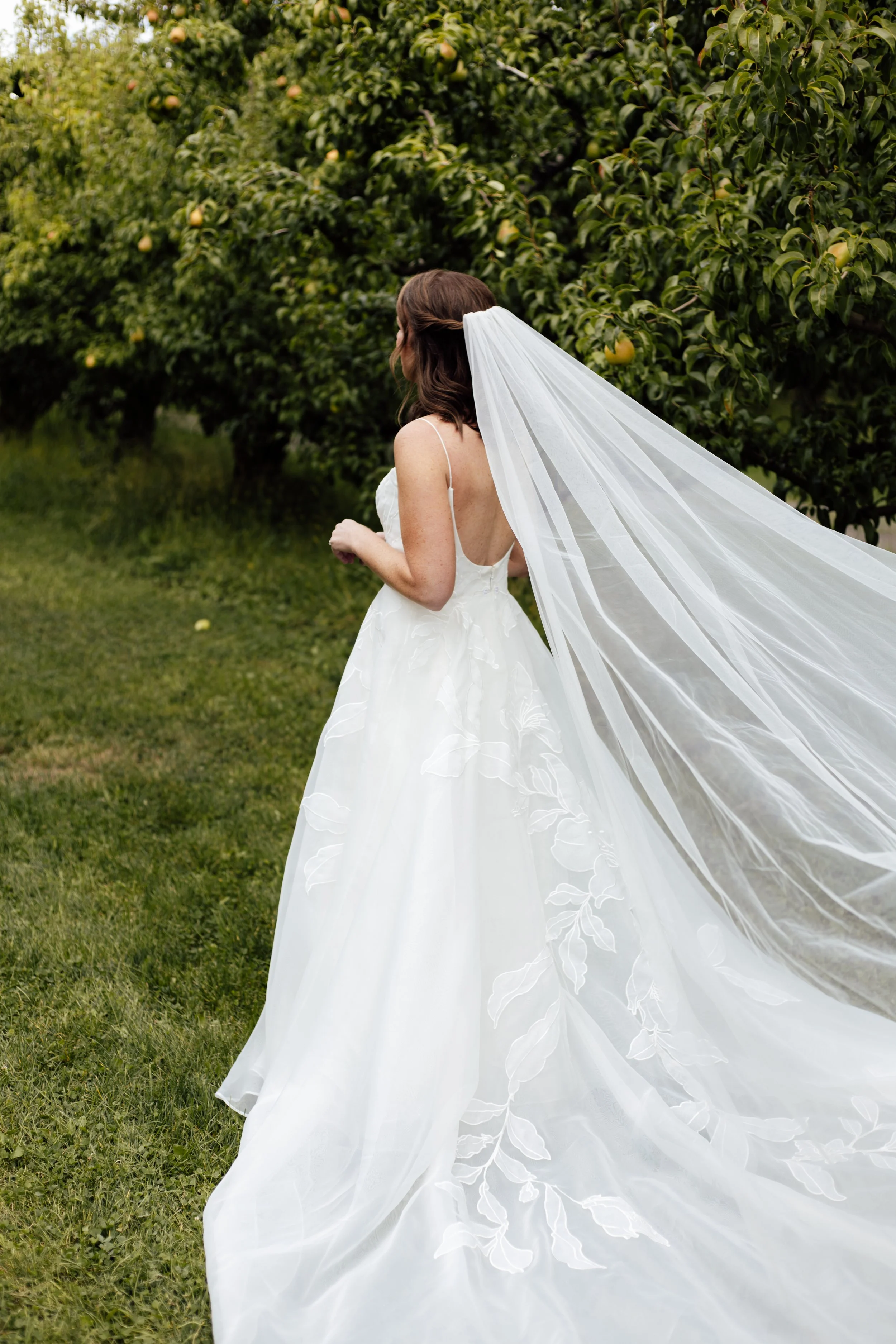 A woman wearing a wedding dress with a long train and veil walking through a grassy orchard with green trees and yellow apples.