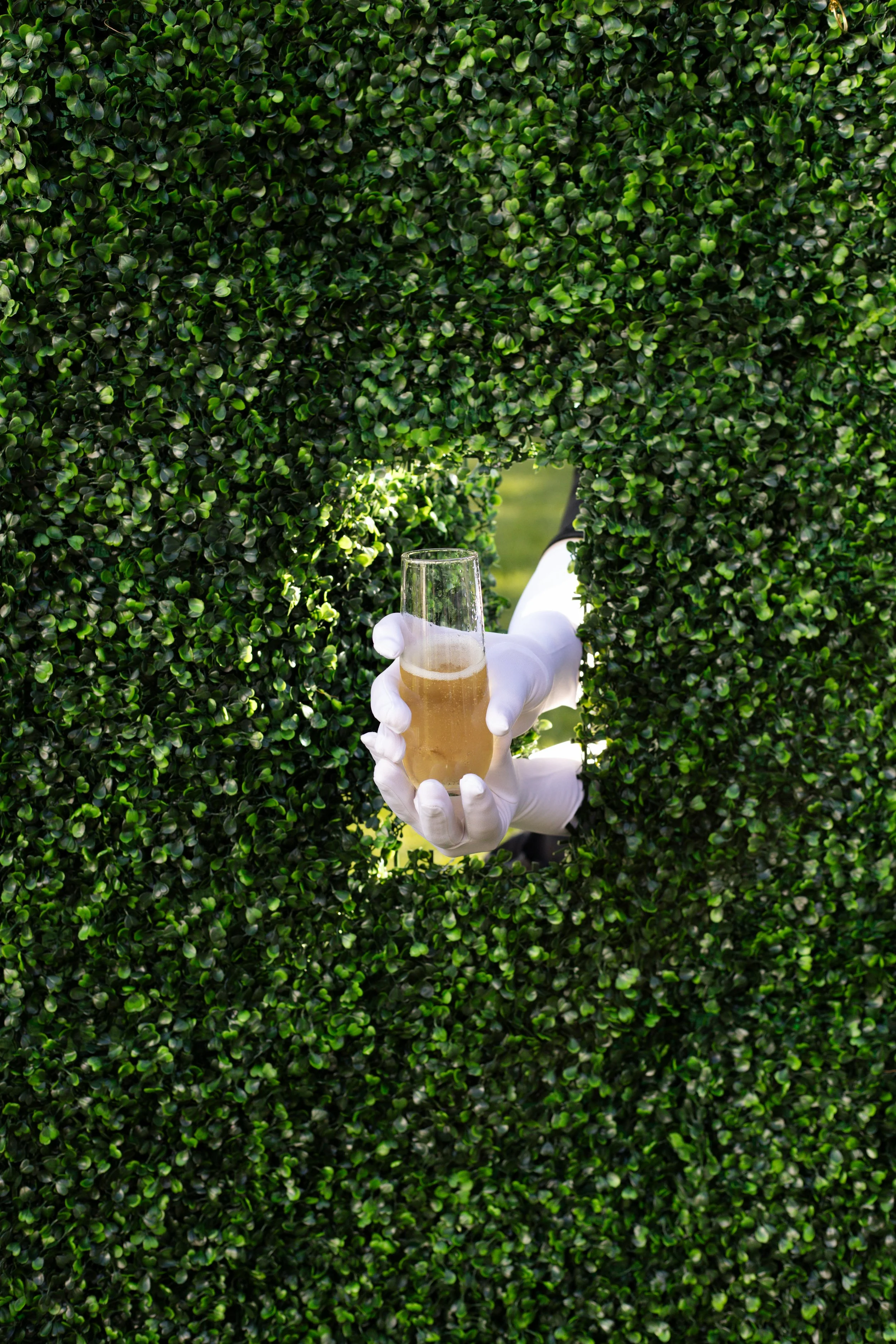 A person wearing white gloves holding a glass of beer in front of a dense green hedge with a small opening.