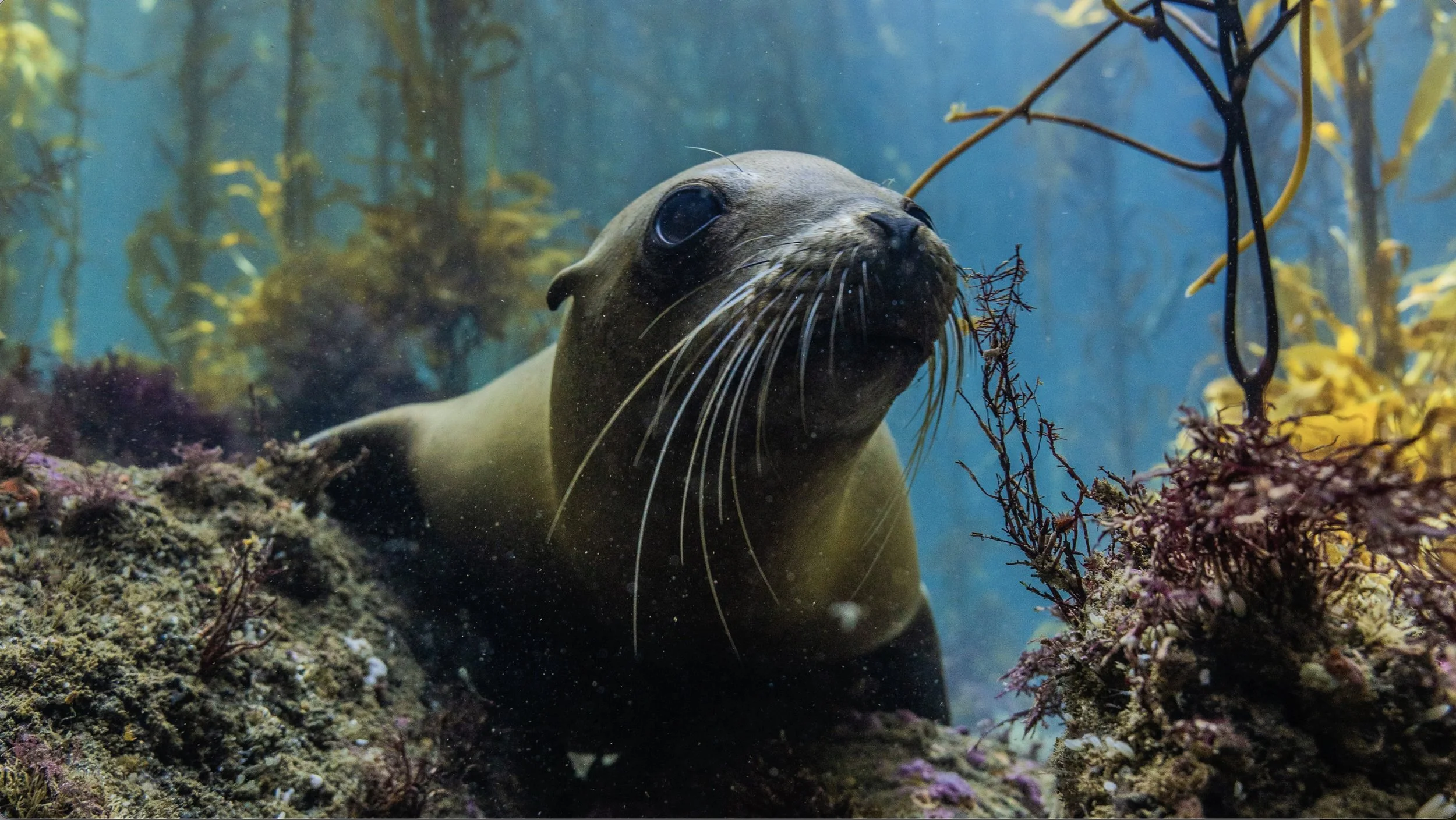 jefff-hester-sea-lion-fallback.jpg