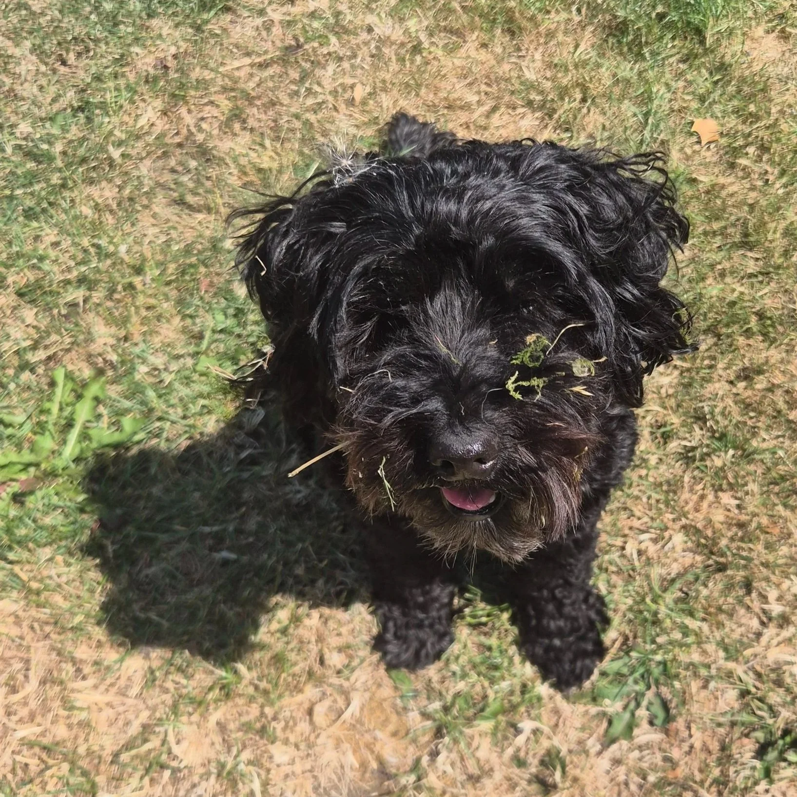 A black curly-haired dog with a small piece of grass on its face, standing on grass and dirt ground outdoors.