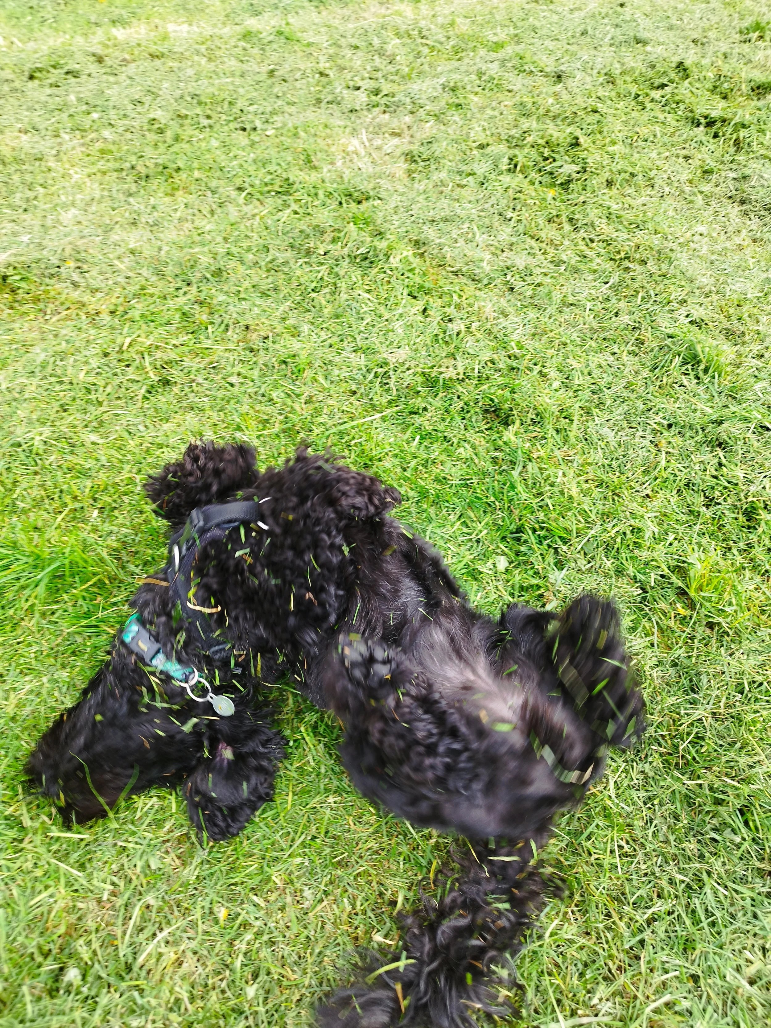 A black dog with curly fur lying on green grass, playing or rolling on the ground.