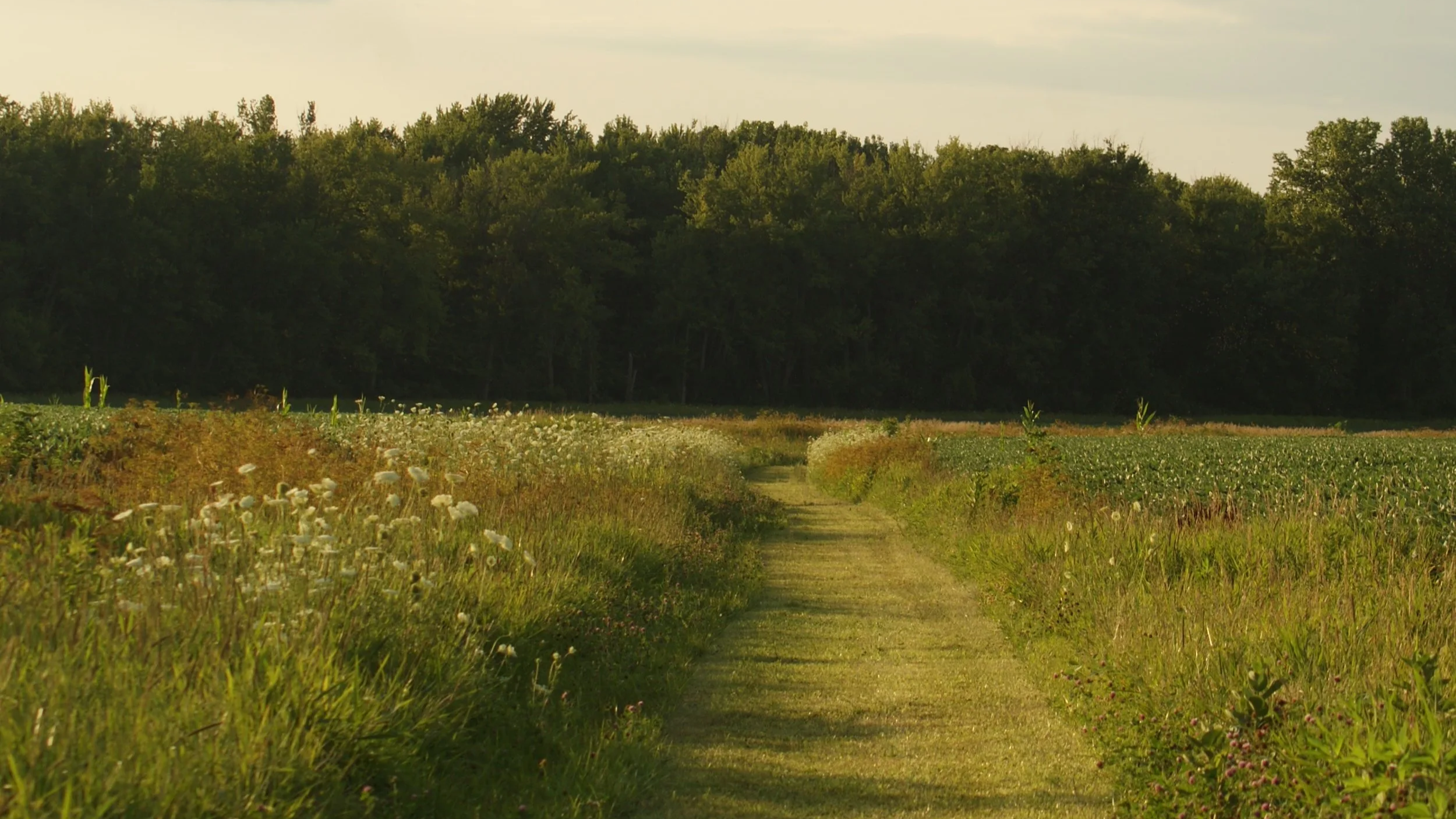 A dirt pathway through a lush green field with wildflowers, leading towards dense trees in the background on a clear day.