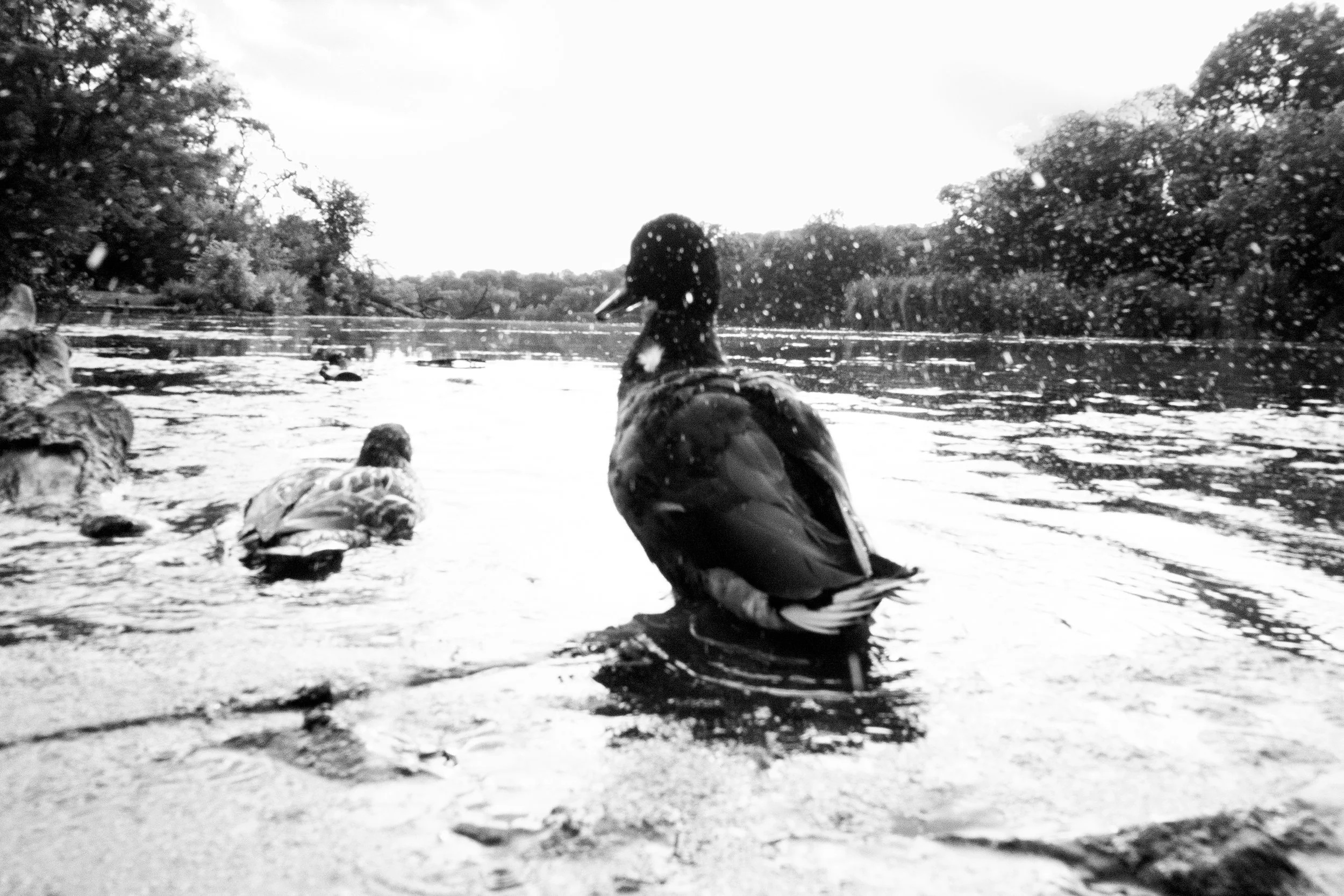 duckjump-bc.jpg