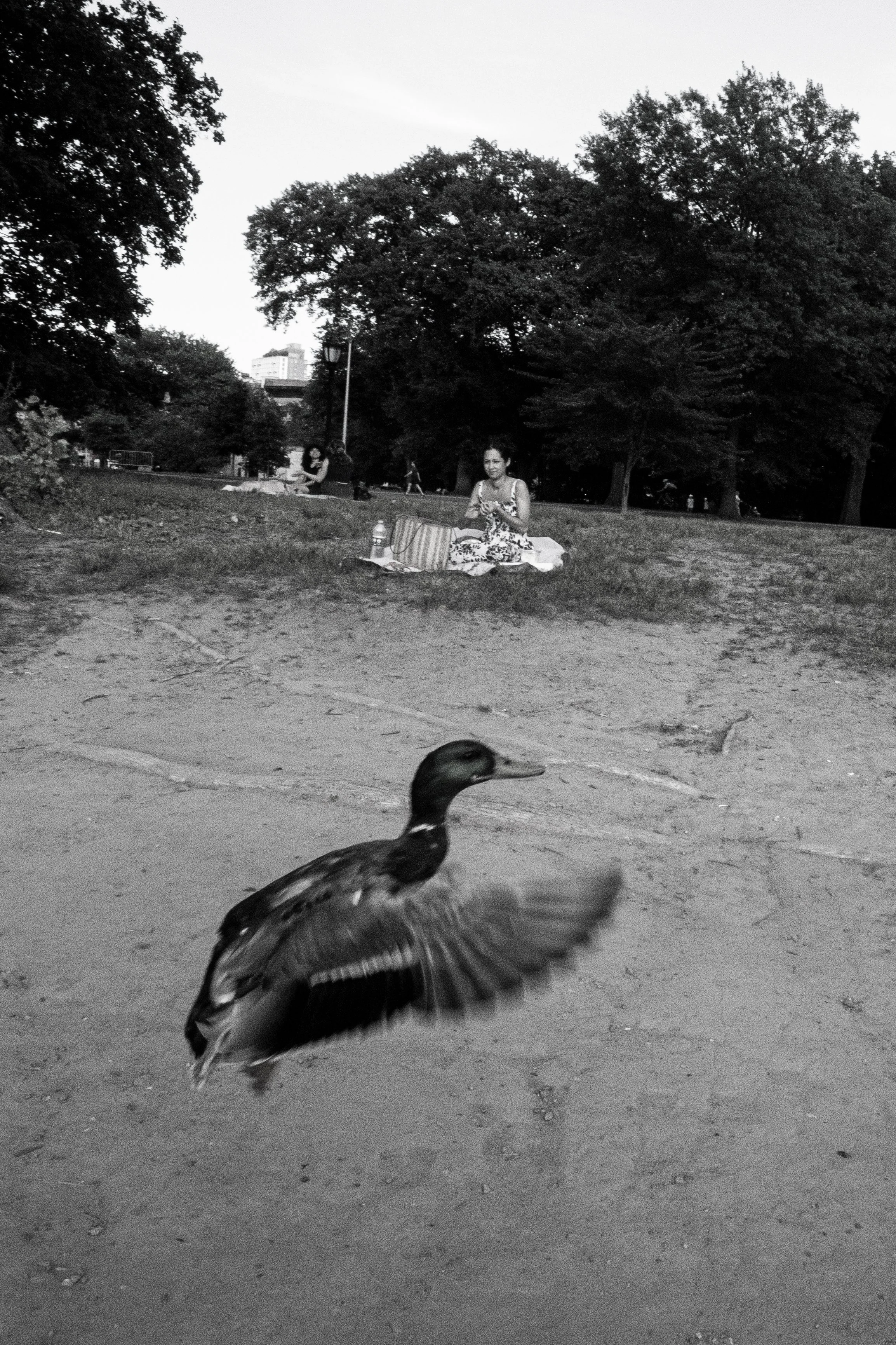 greenduckfly3bw.jpg