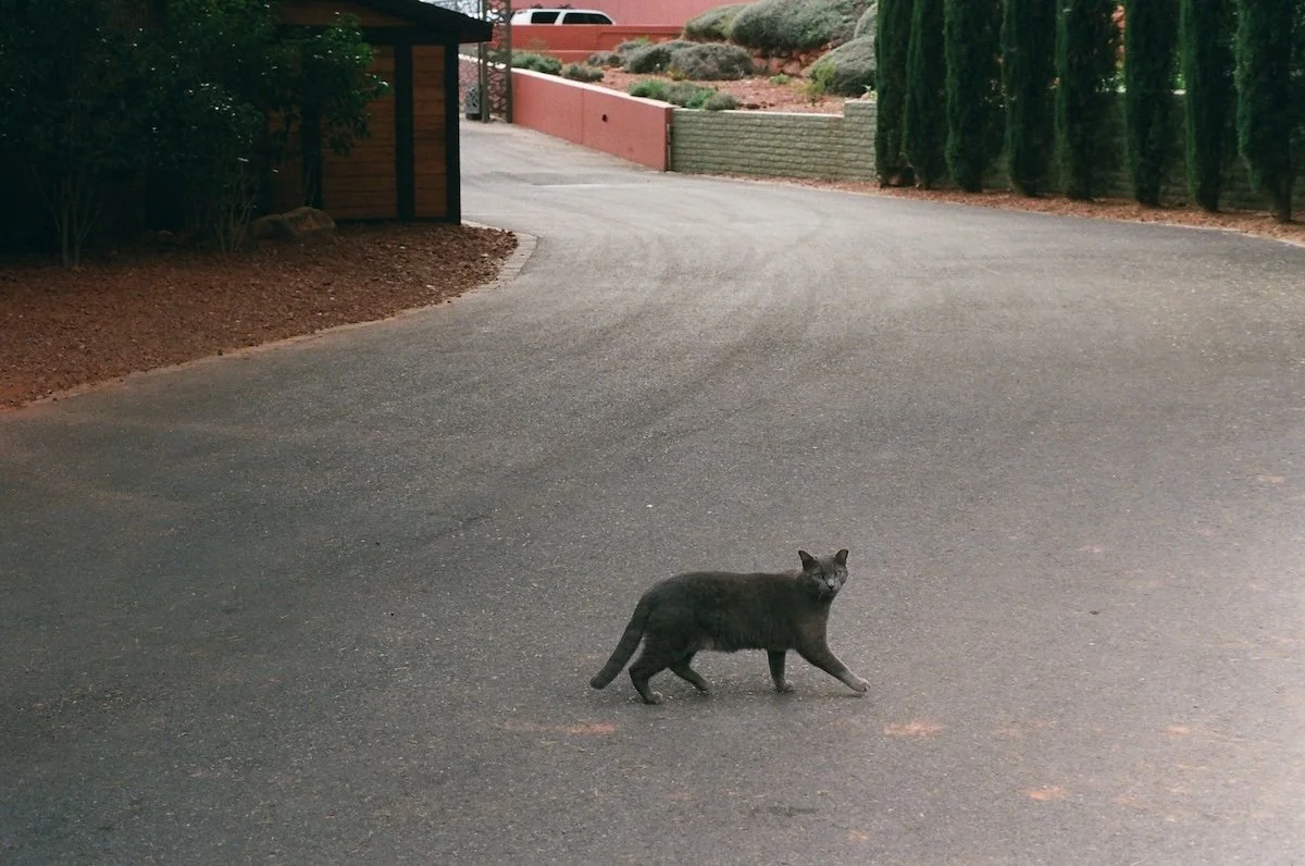 Cat in the road by jctakiff photographer