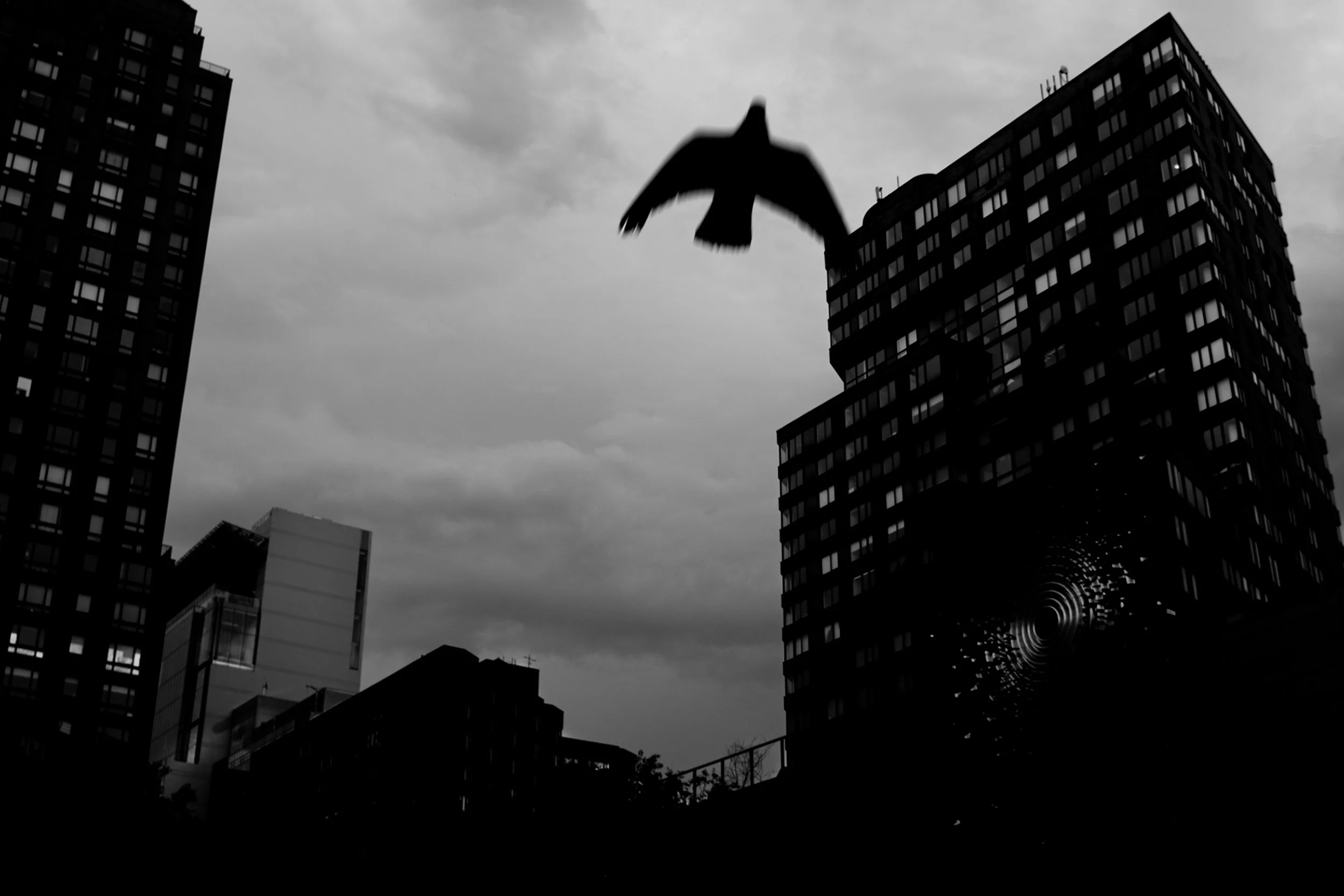 photo of a bird by jctakiff photographer