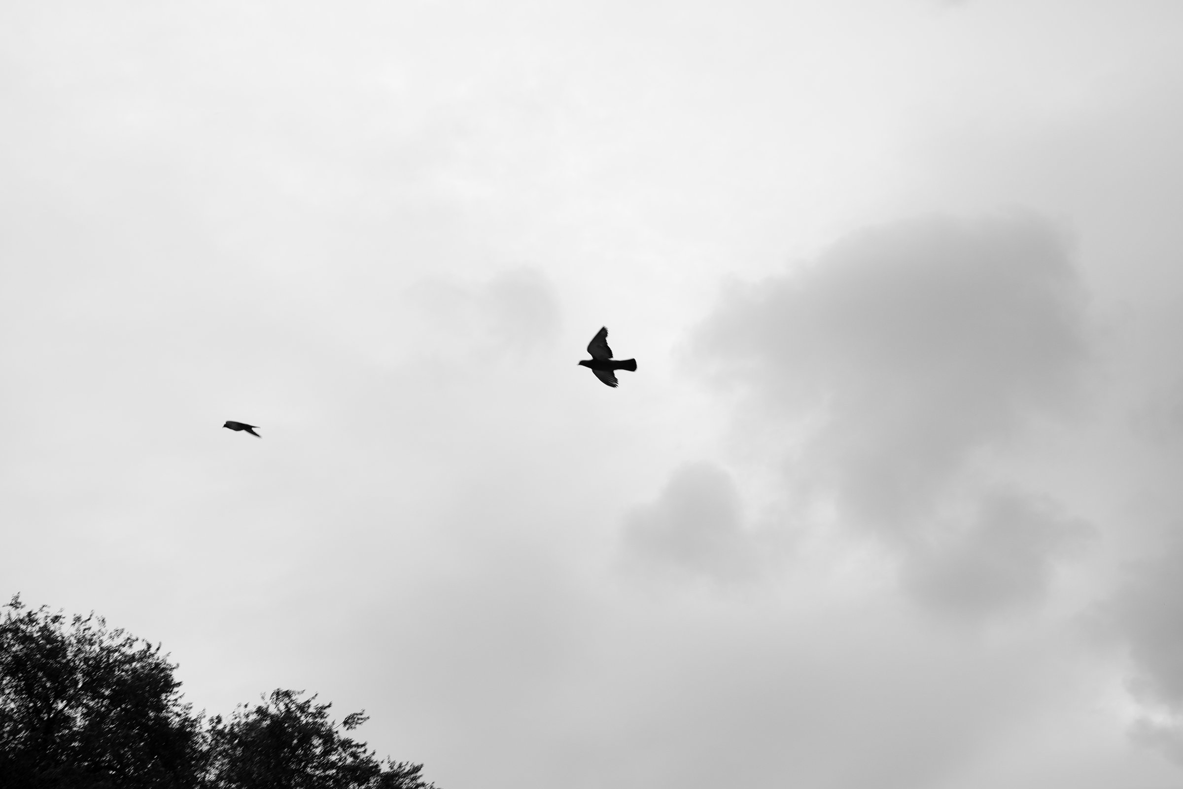 beautybird.jpg