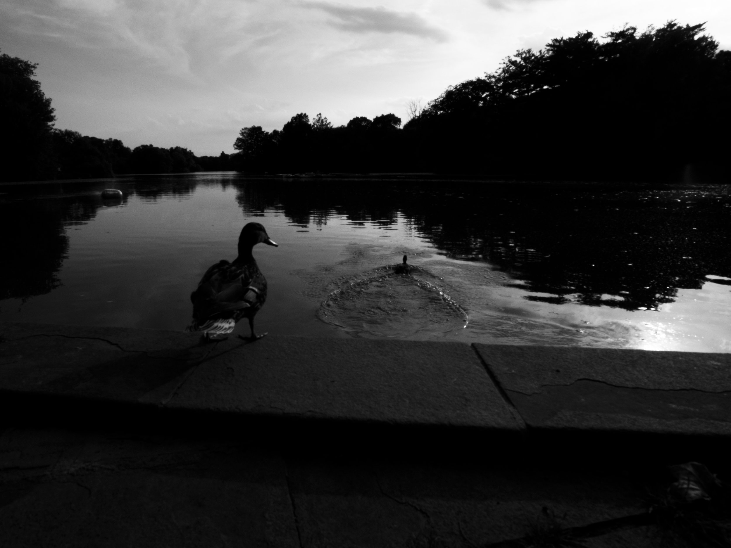 duckjump2.jpg
