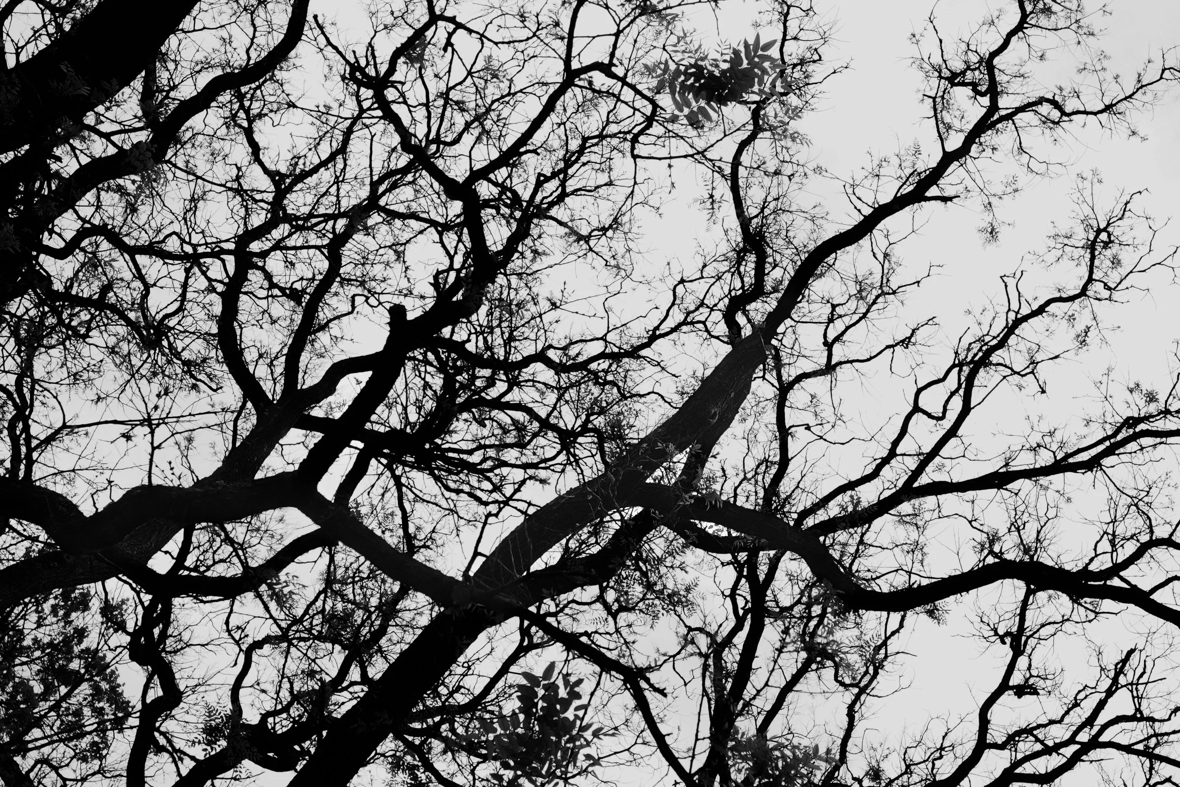 prospect-tree.jpg