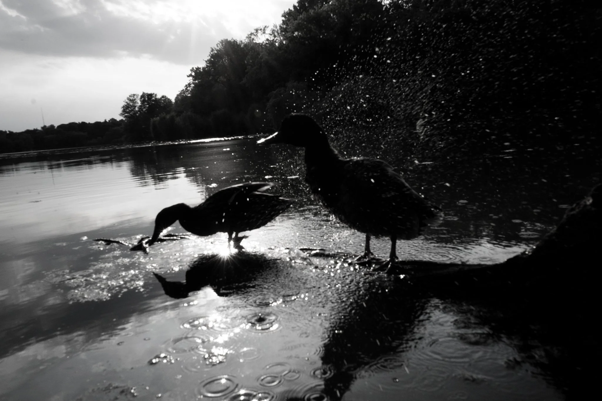 birdsplash1.jpg