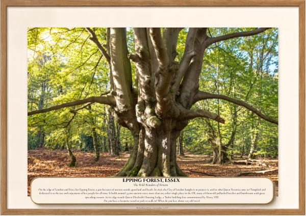 045 Epping Forest, Essex.png