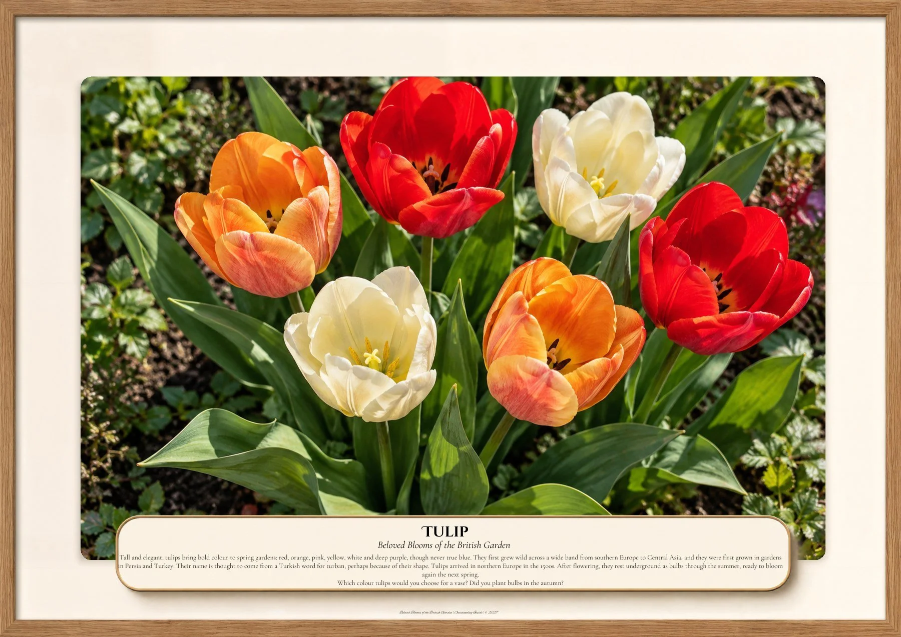 Tulip, Beloved Blooms of the British Garden, Outstanding Inside