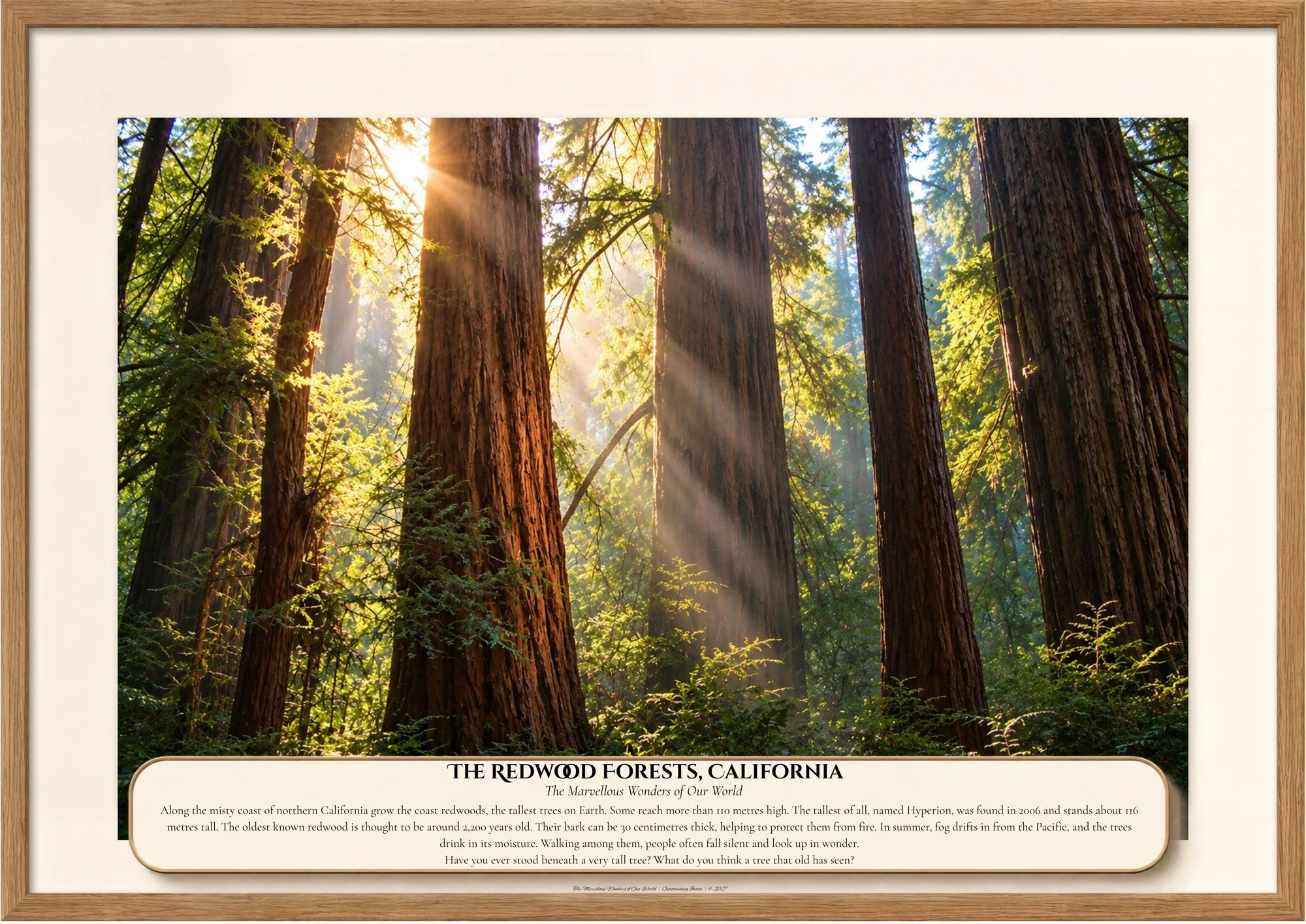 022 The Redwood Forests, California.jpg
