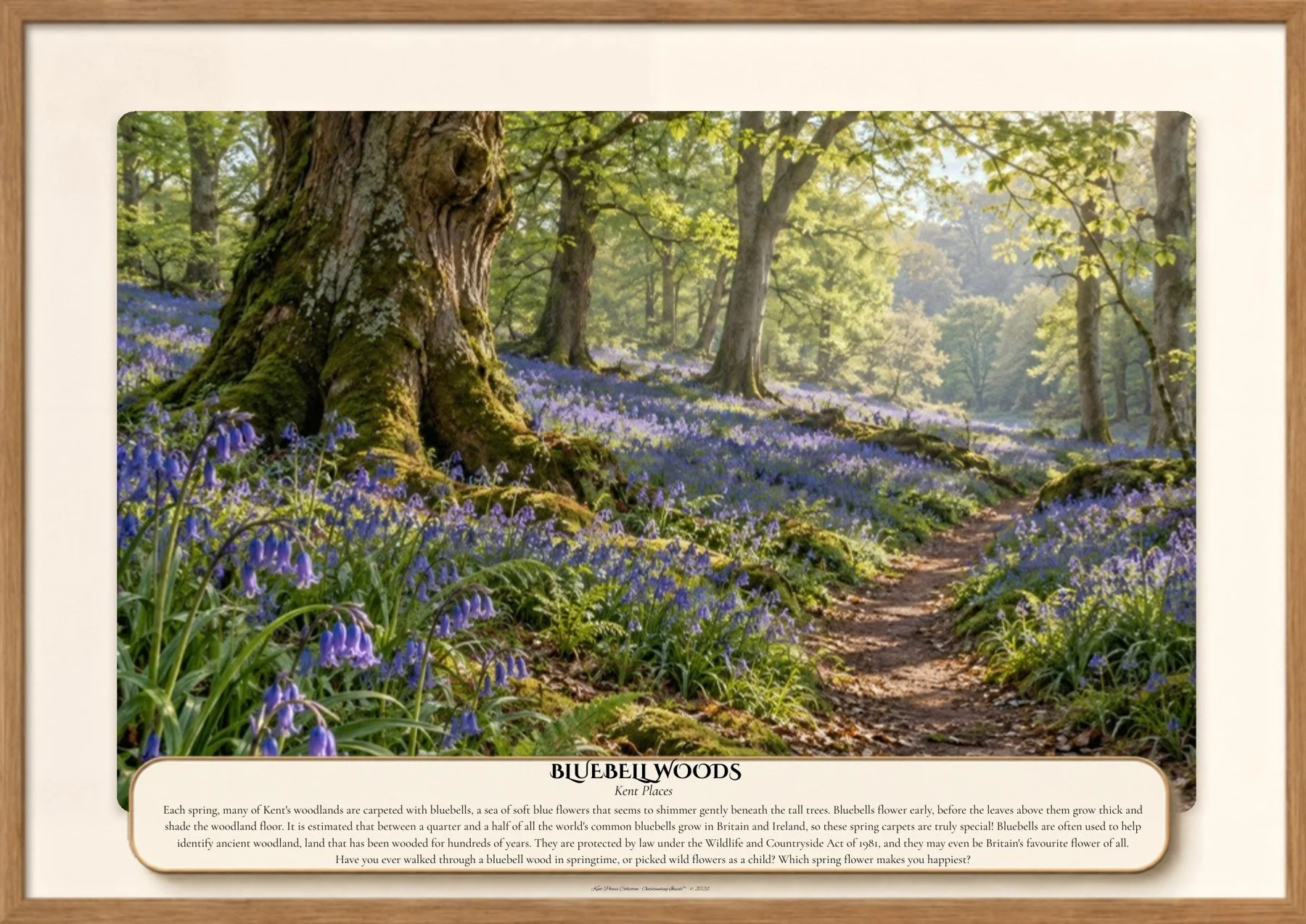 48 BLUEBELL WOODS.jpg