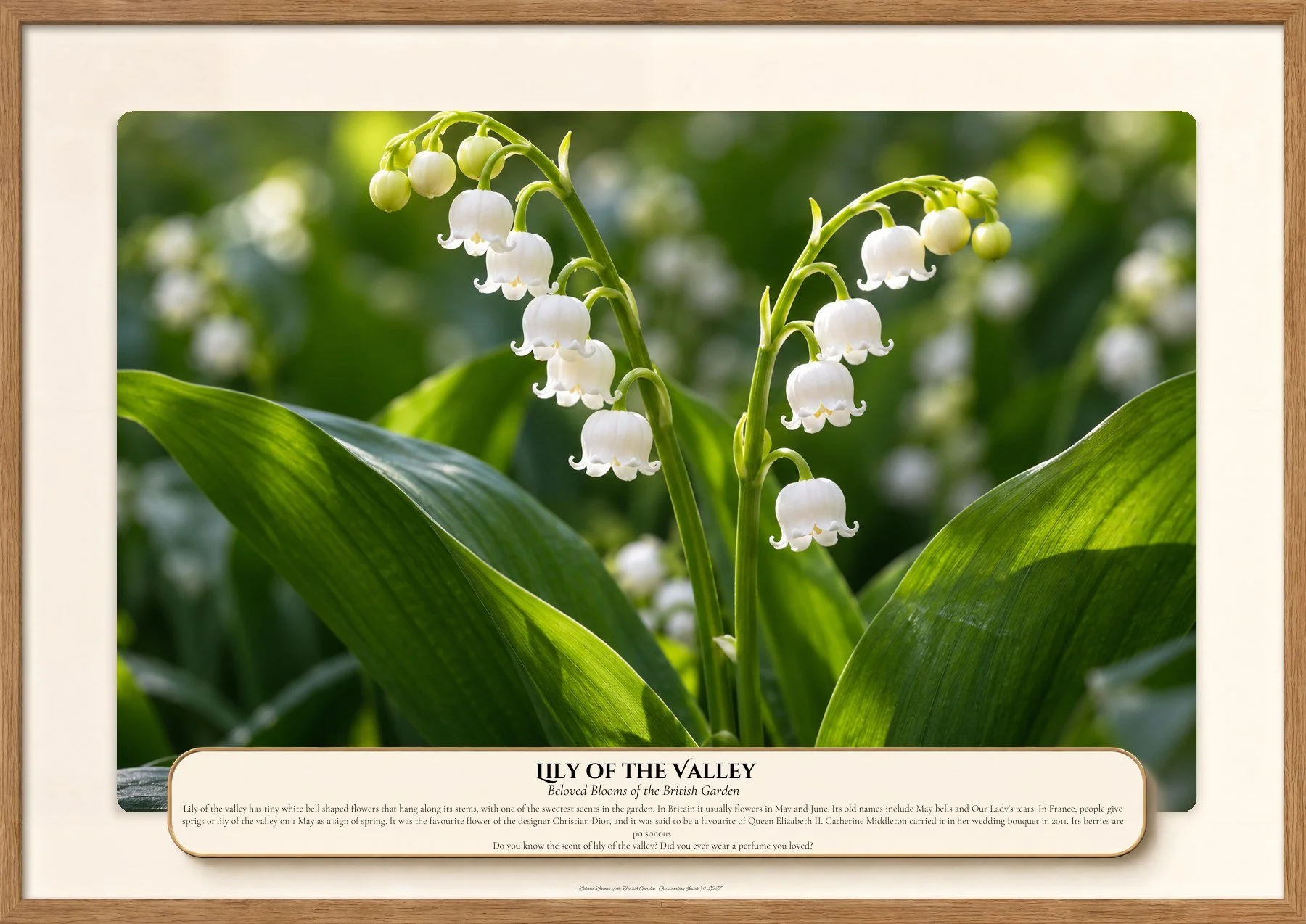 Lily of the Valley, Beloved Blooms of the British Garden, Outstanding Inside