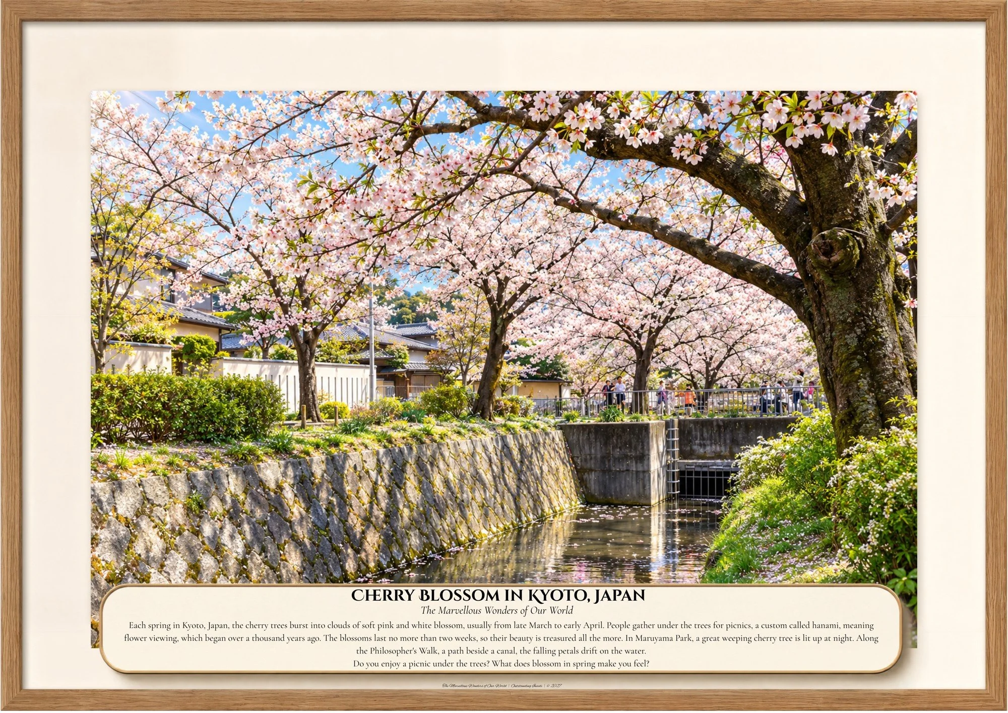 048 Cherry Blossom in Kyoto, Japan.jpg