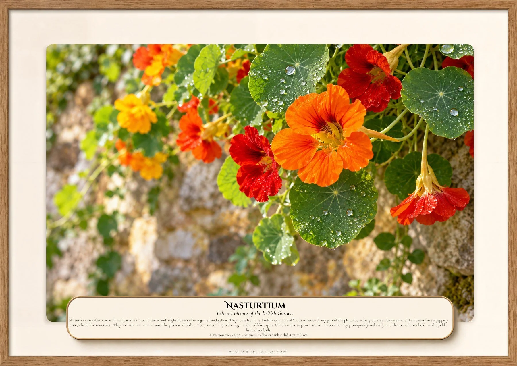 Nasturtium, Beloved Blooms of the British Garden, Outstanding Inside