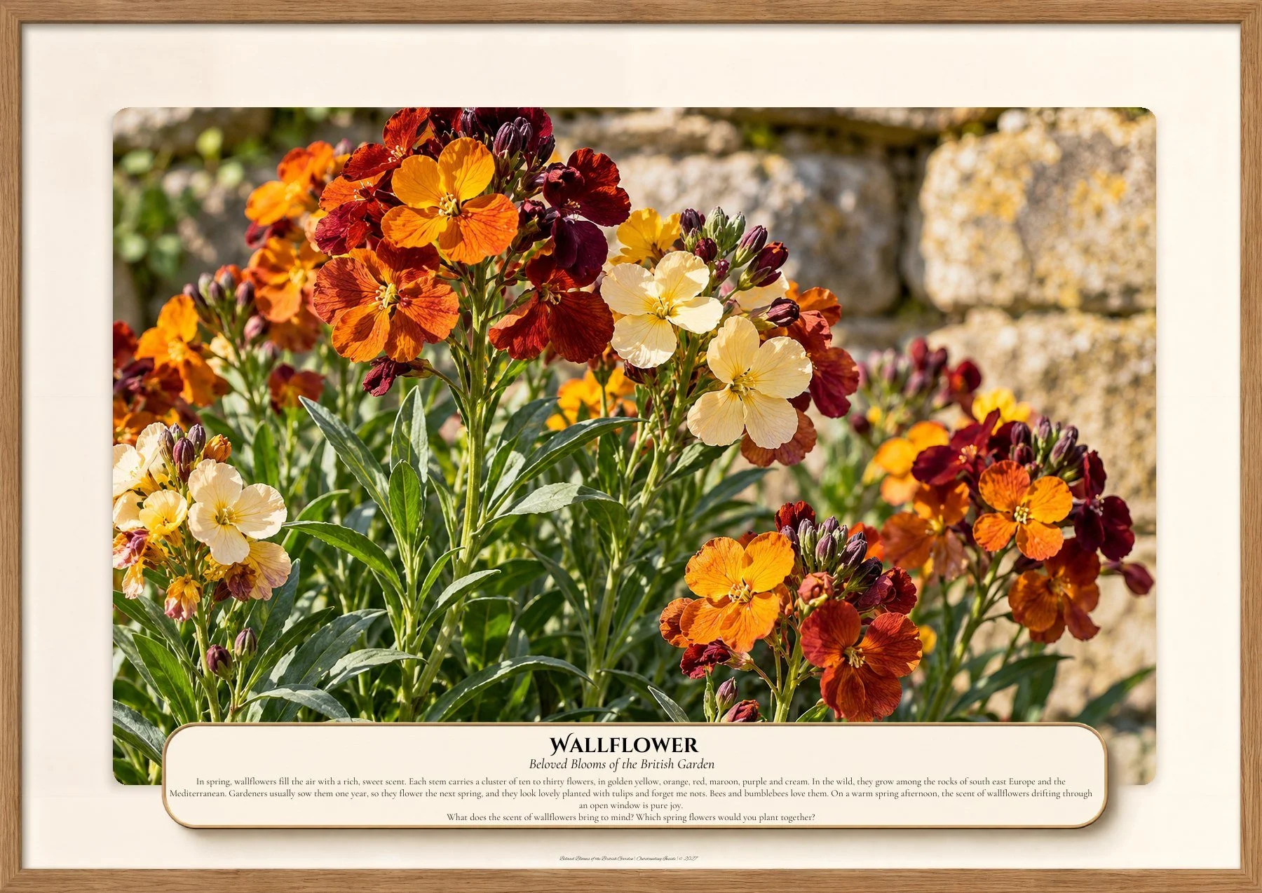 Wallflower, Beloved Blooms of the British Garden, Outstanding Inside