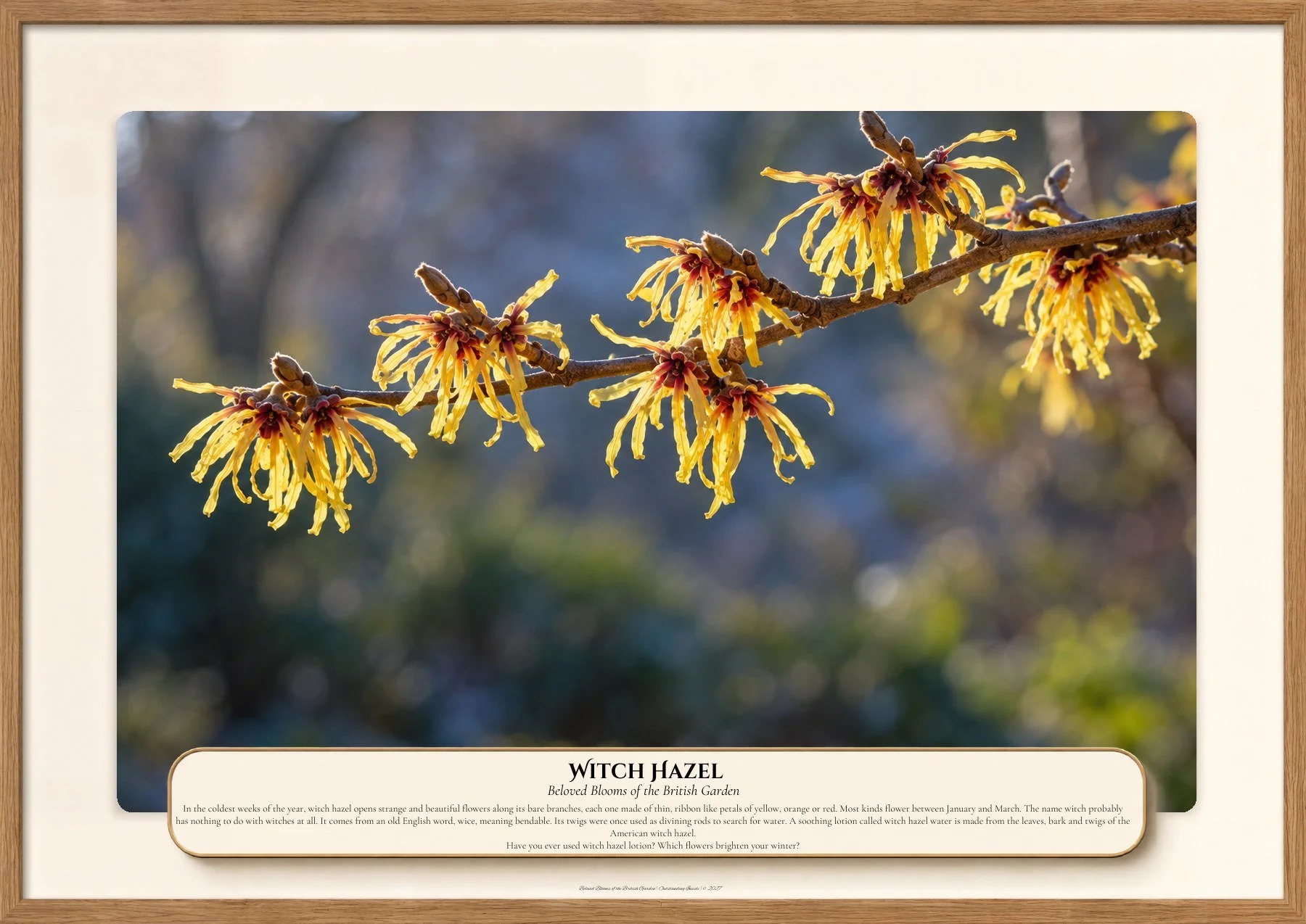 Witch Hazel, Beloved Blooms of the British Garden, Outstanding Inside