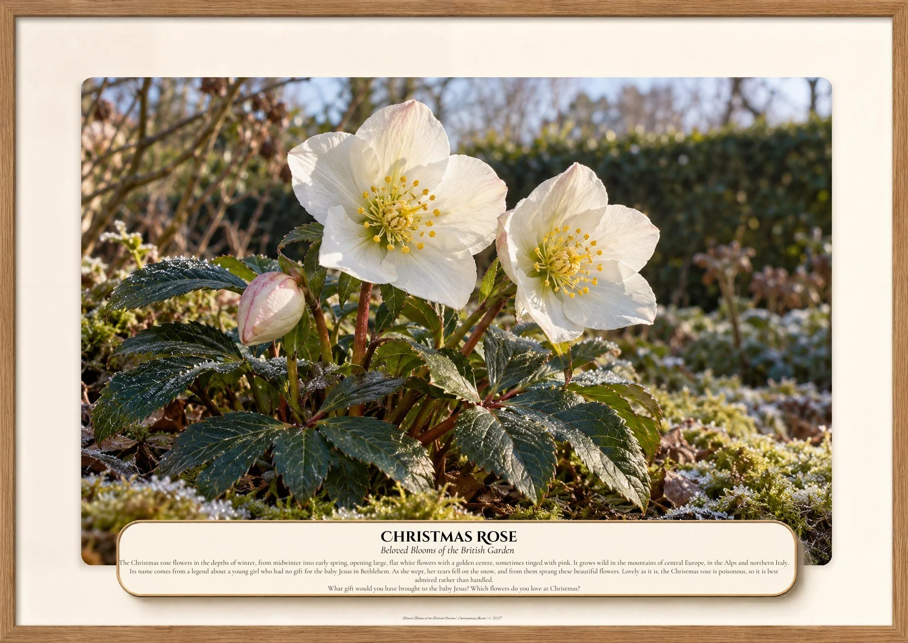 Christmas Rose, Beloved Blooms of the British Garden, Outstanding Inside