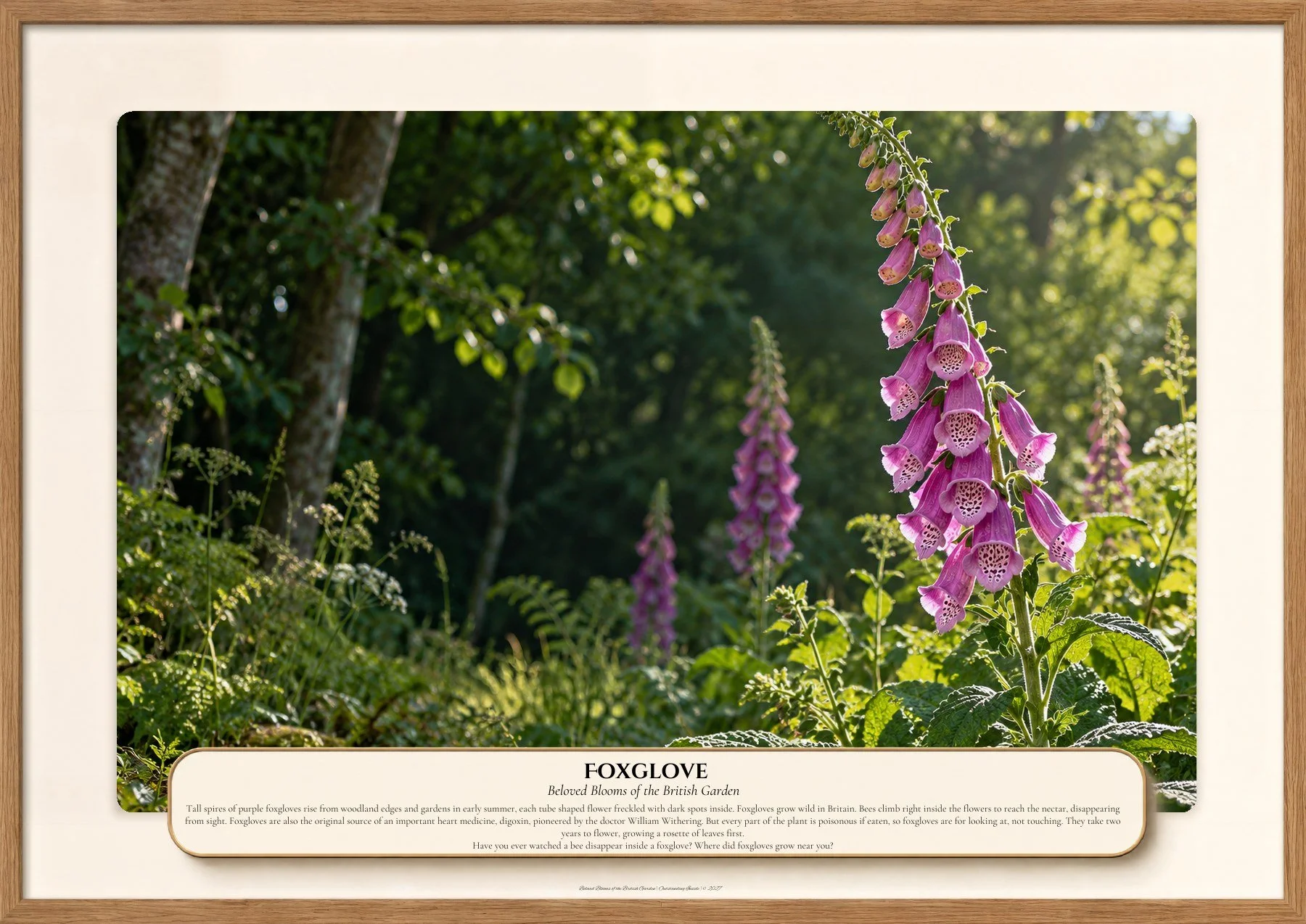 Foxglove, Beloved Blooms of the British Garden, Outstanding Inside