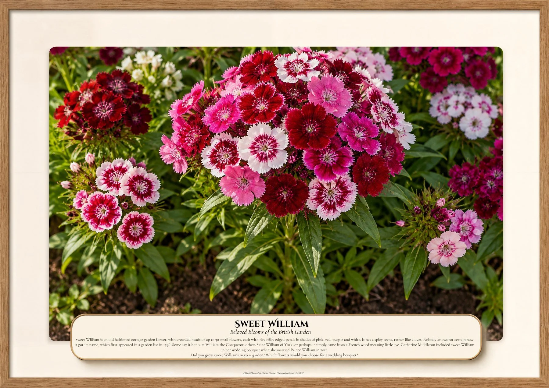 Sweet William, Beloved Blooms of the British Garden, Outstanding Inside