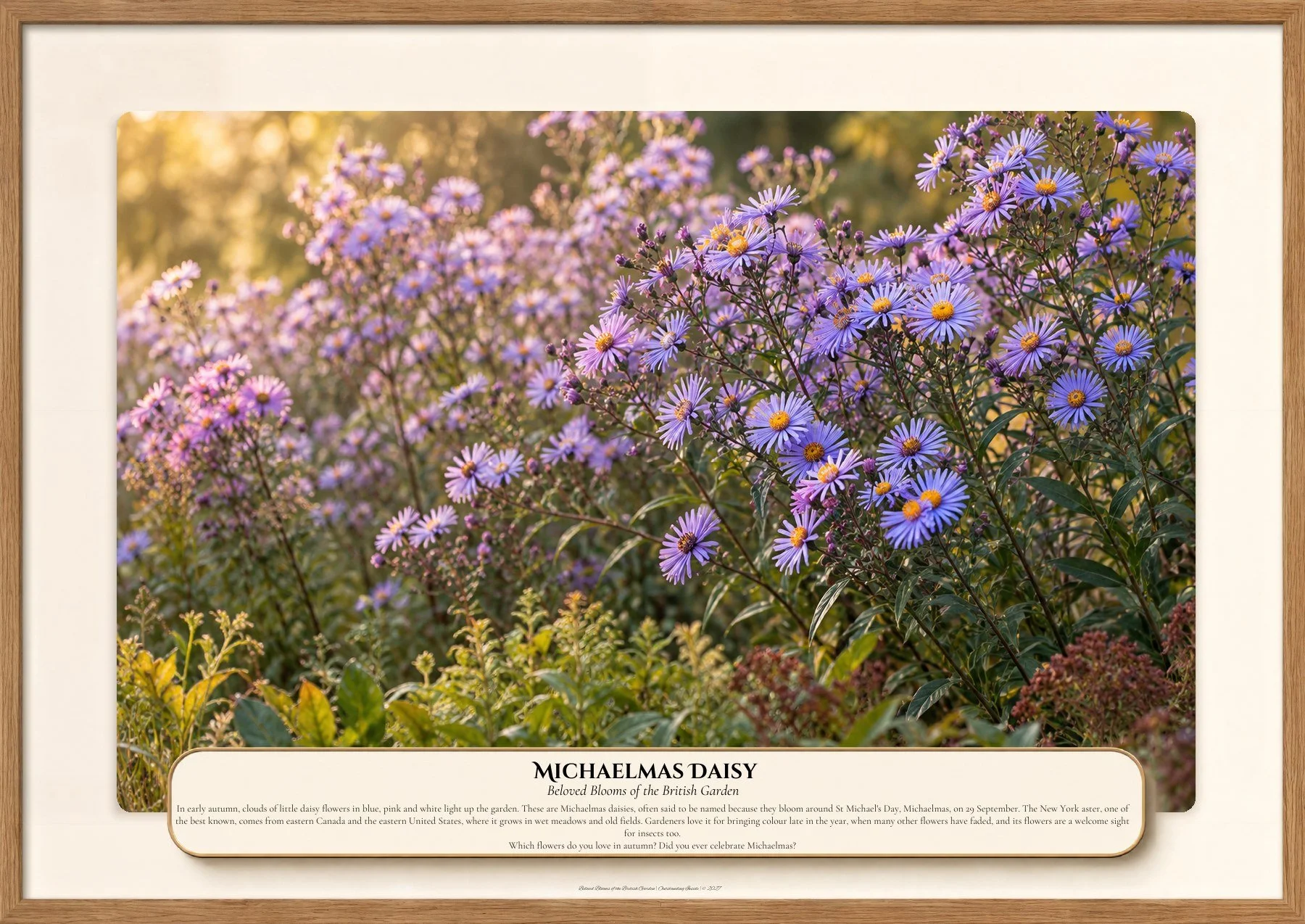 Michaelmas Daisy, Beloved Blooms of the British Garden, Outstanding Inside