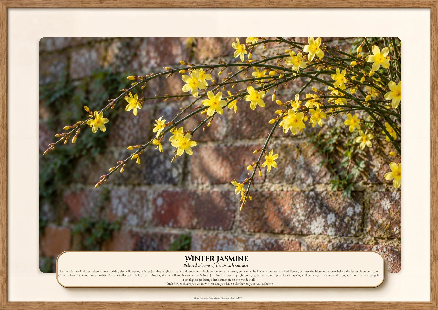 Winter Jasmine, Beloved Blooms of the British Garden, Outstanding Inside