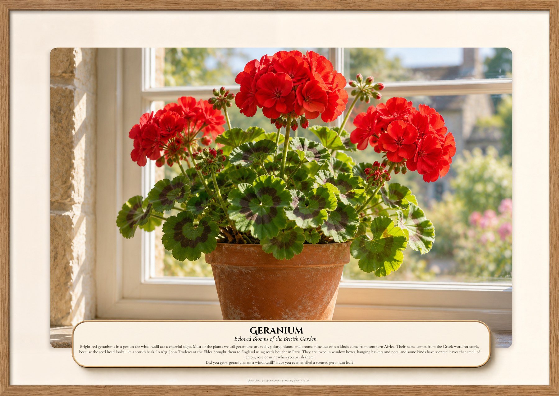 Geranium, Beloved Blooms of the British Garden, Outstanding Inside