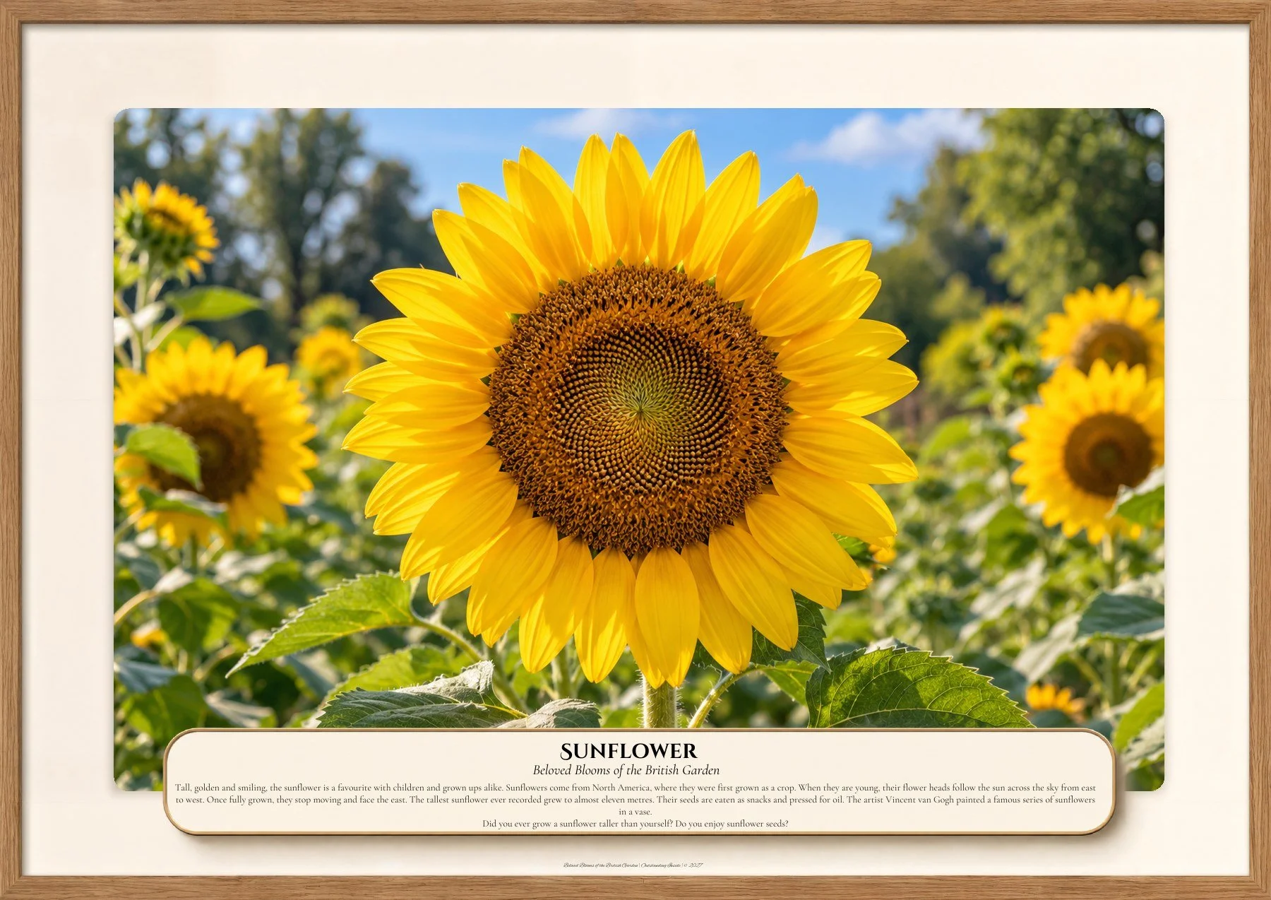 Sunflower, Beloved Blooms of the British Garden, Outstanding Inside