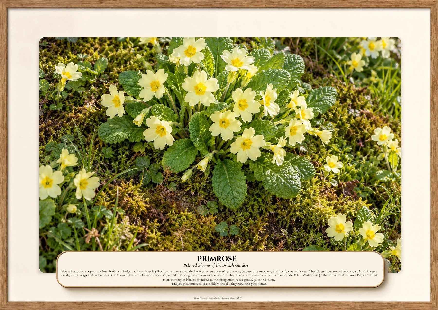 Primrose, Beloved Blooms of the British Garden, Outstanding Inside