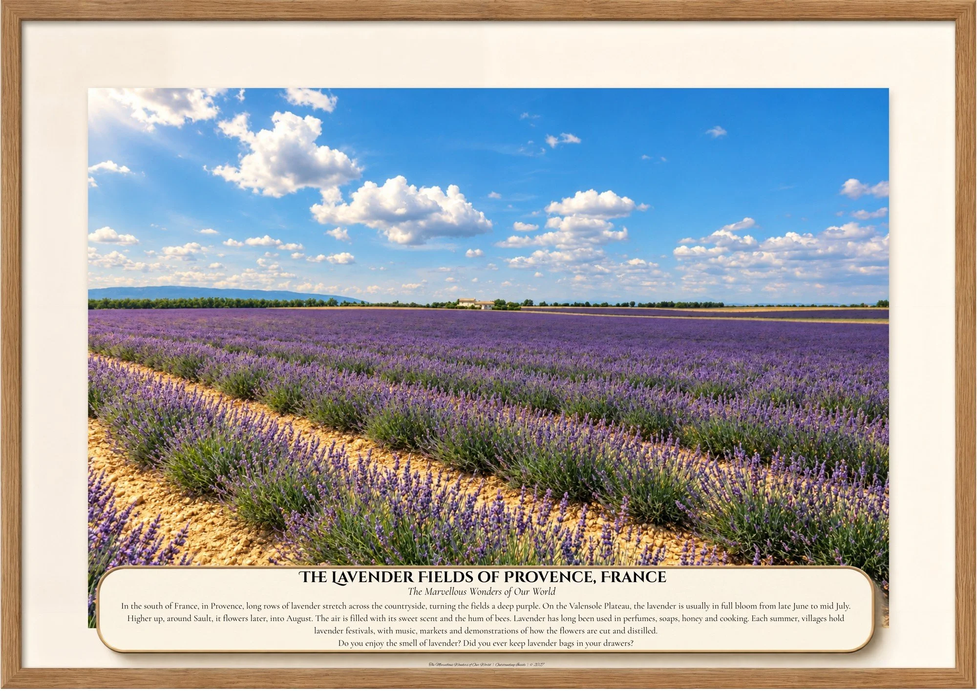 045 The Lavender Fields of Provence, France.jpg