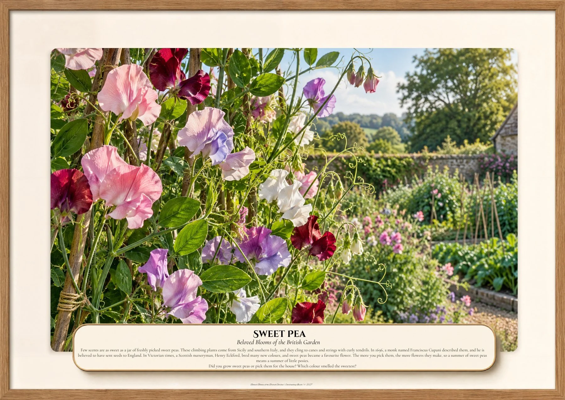 Sweet Pea, Beloved Blooms of the British Garden, Outstanding Inside