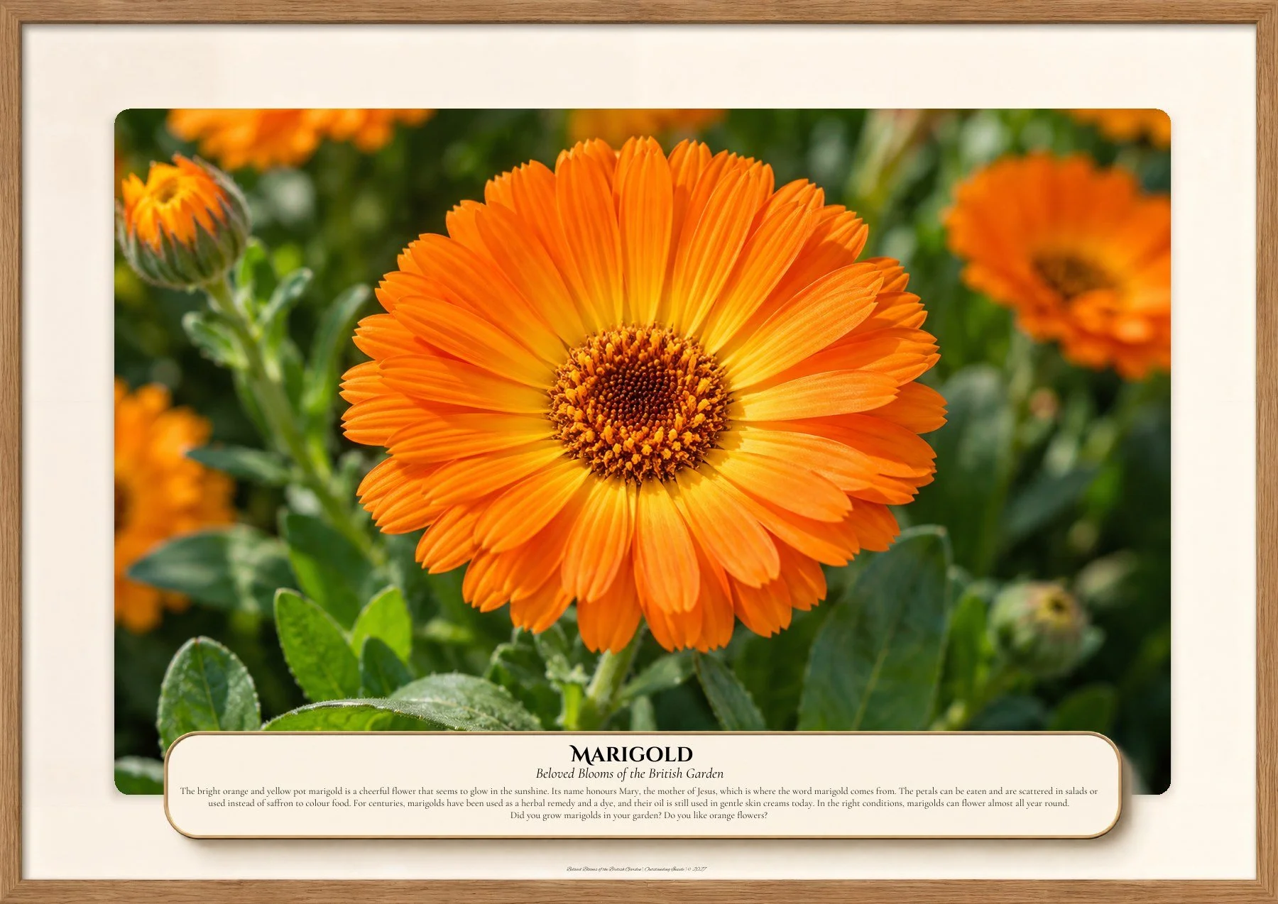 Marigold, Beloved Blooms of the British Garden, Outstanding Inside
