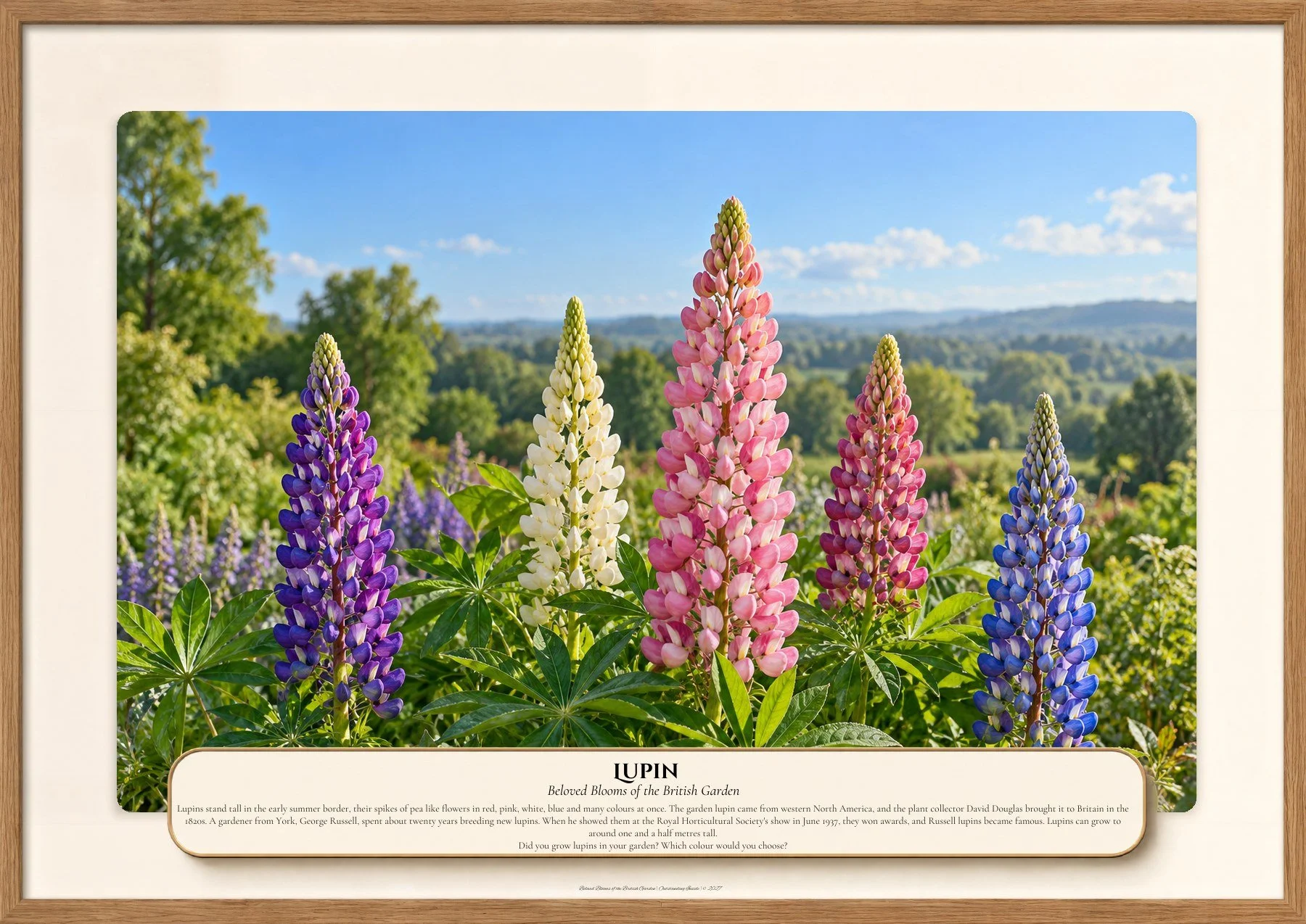 Lupin, Beloved Blooms of the British Garden, Outstanding Inside