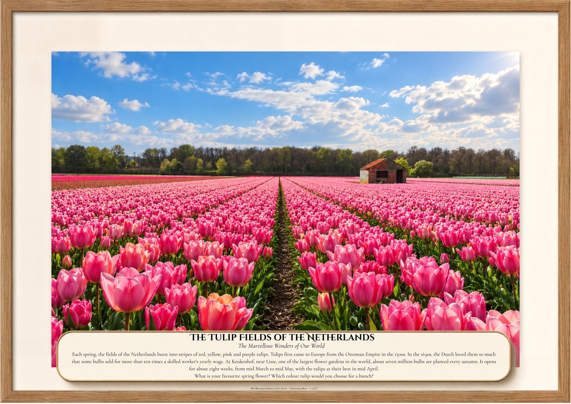 046 The Tulip Fields of the Netherlands.jpg