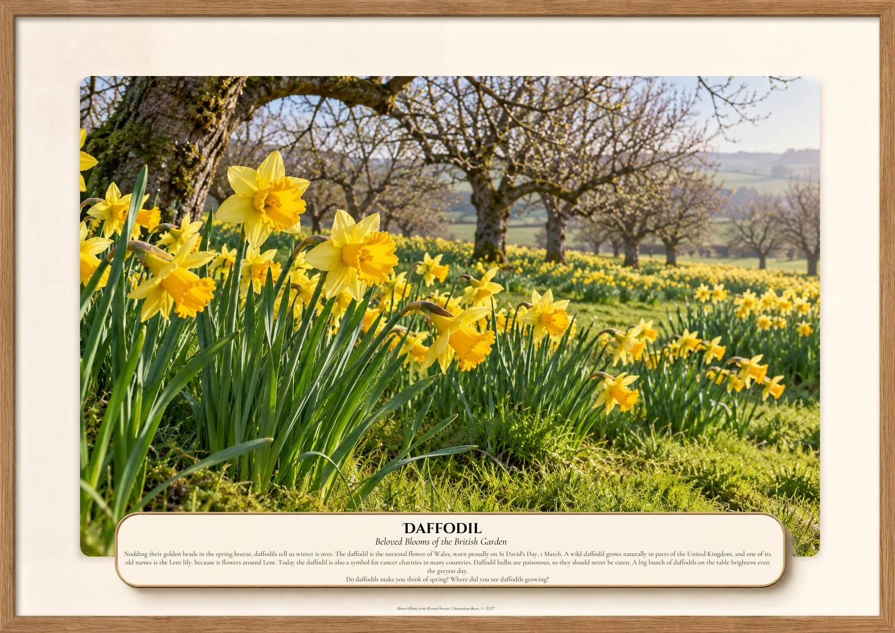 Daffodil, Beloved Blooms of the British Garden, Outstanding Inside
