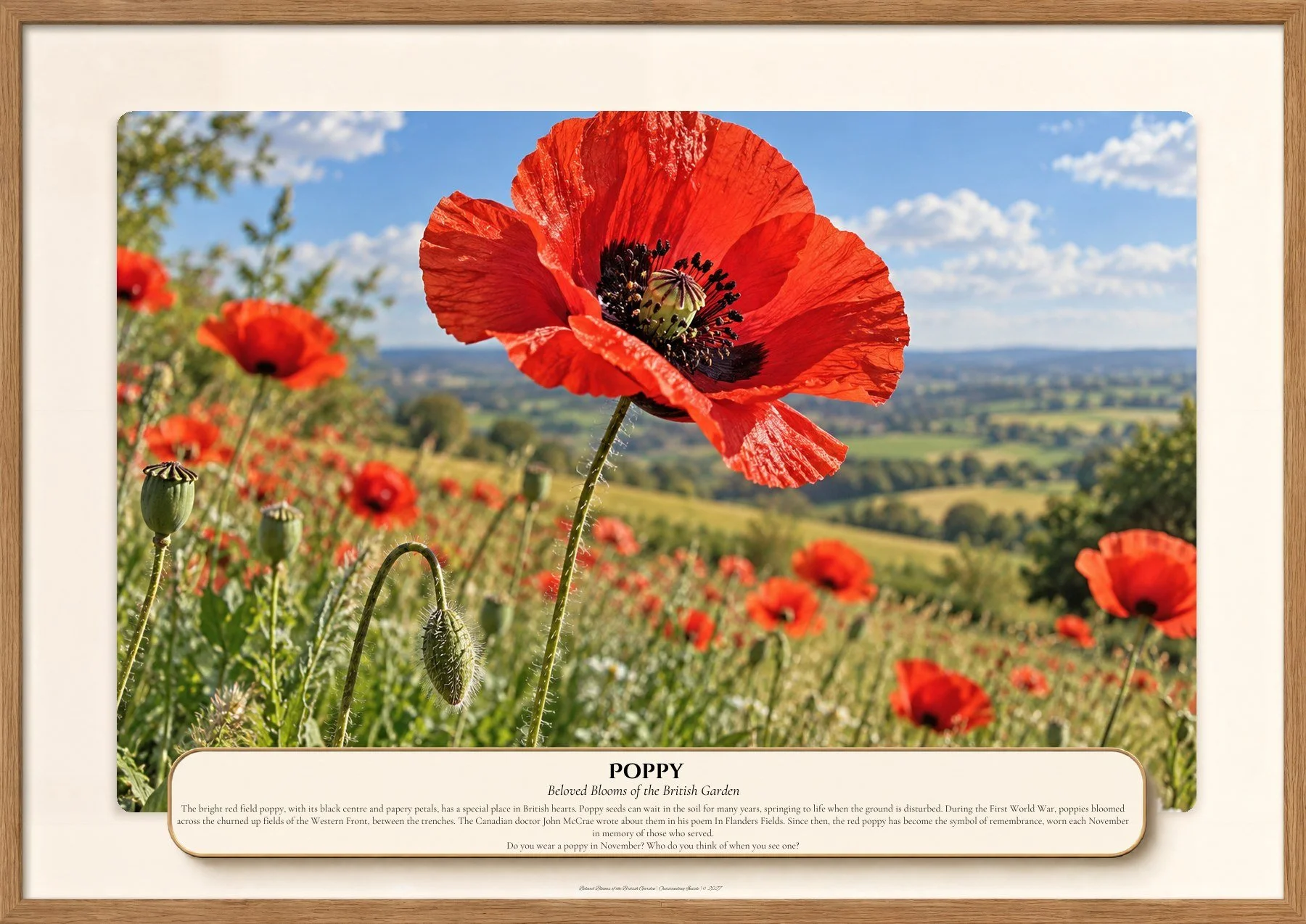 Poppy, Beloved Blooms of the British Garden, Outstanding Inside