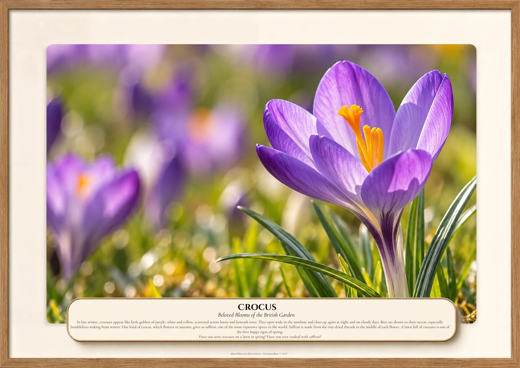 Crocus, Beloved Blooms of the British Garden, Outstanding Inside