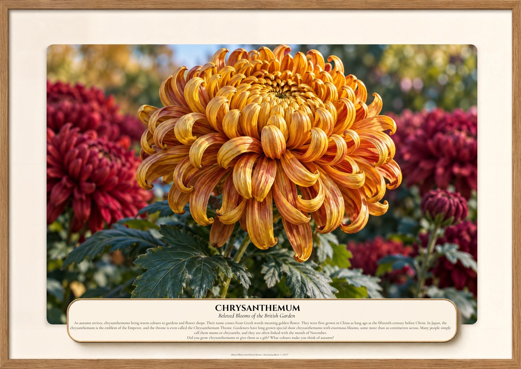 Chrysanthemum, Beloved Blooms of the British Garden, Outstanding Inside