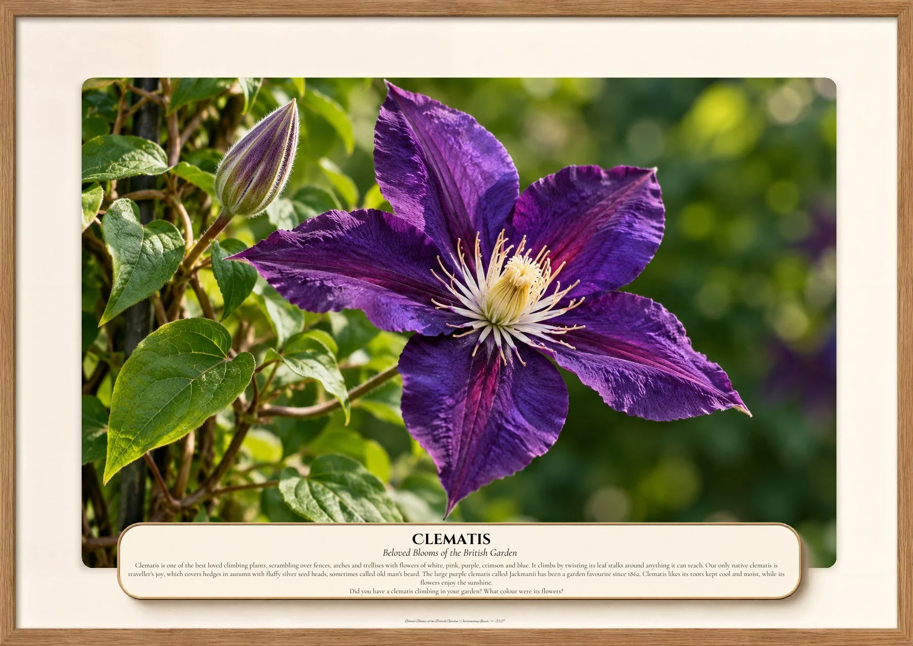 Clematis, Beloved Blooms of the British Garden, Outstanding Inside