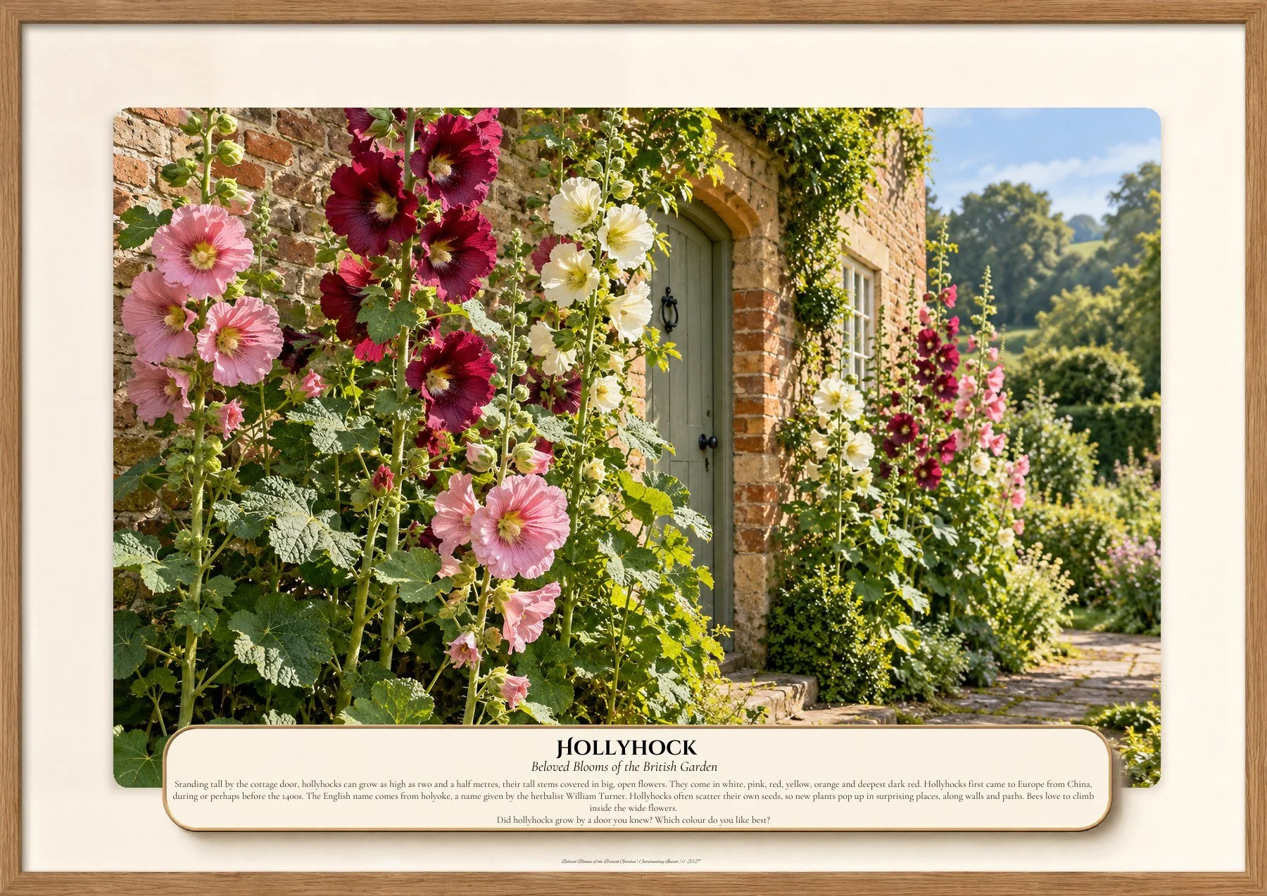 Hollyhock, Beloved Blooms of the British Garden, Outstanding Inside