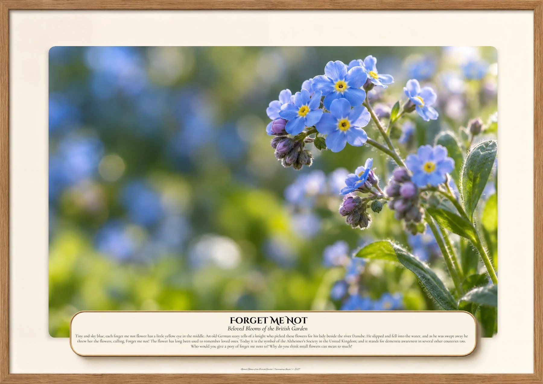 Forget Me Not, Beloved Blooms of the British Garden, Outstanding Inside