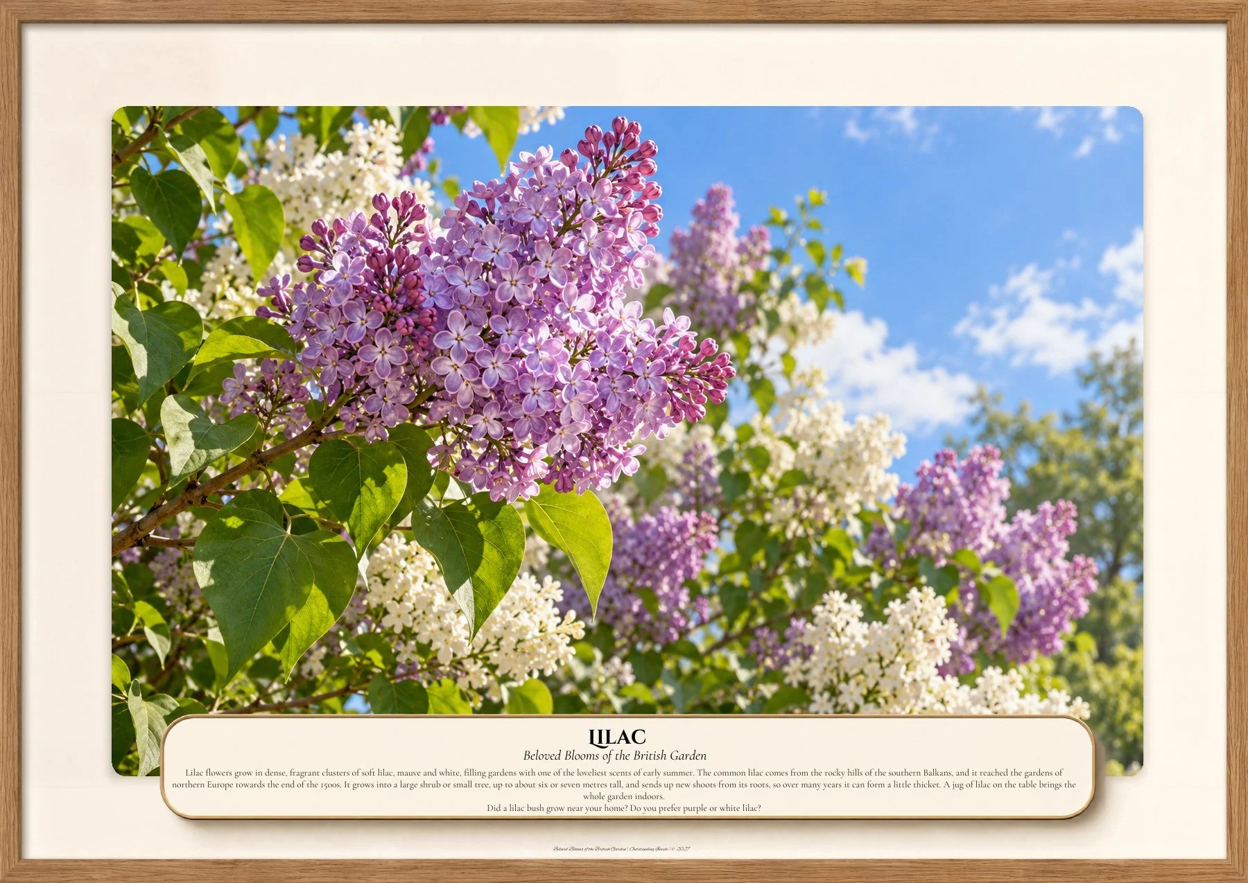 Lilac, Beloved Blooms of the British Garden, Outstanding Inside