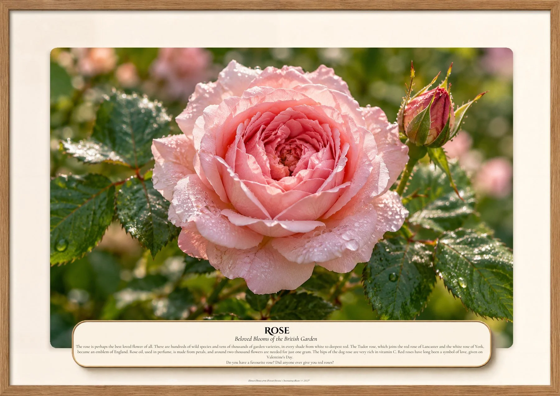Rose, Beloved Blooms of the British Garden, Outstanding Inside