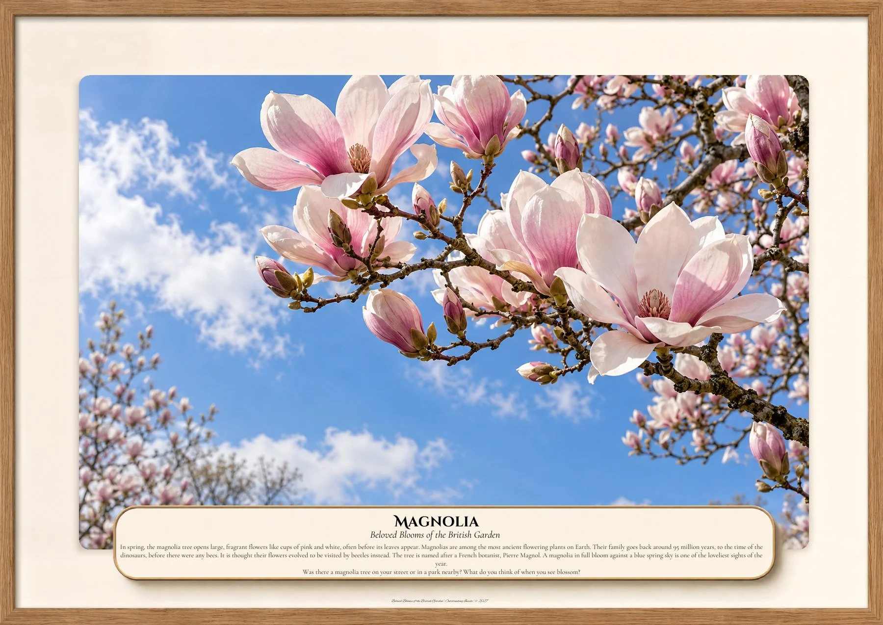 Magnolia, Beloved Blooms of the British Garden, Outstanding Inside