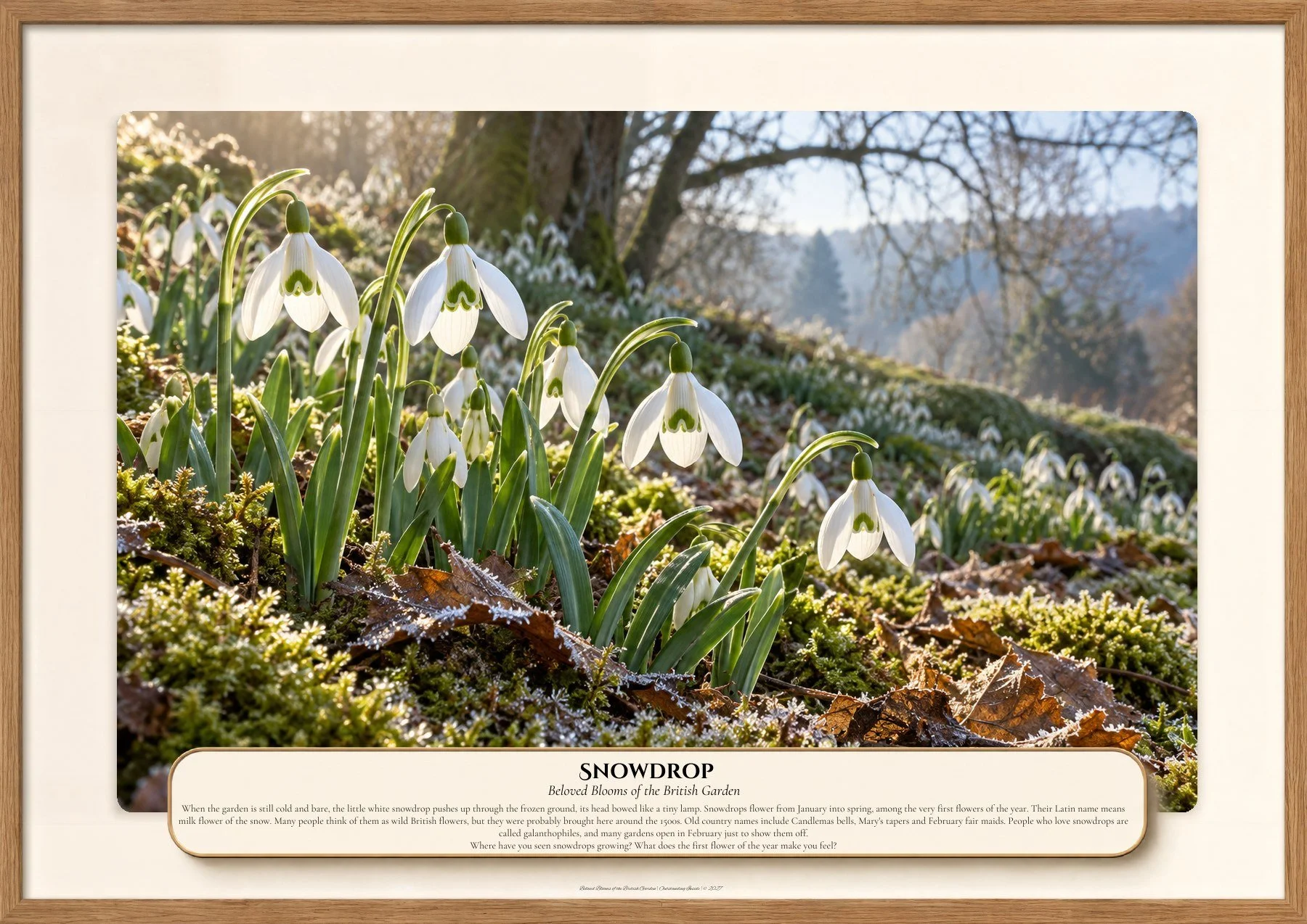 Snowdrop, Beloved Blooms of the British Garden, Outstanding Inside