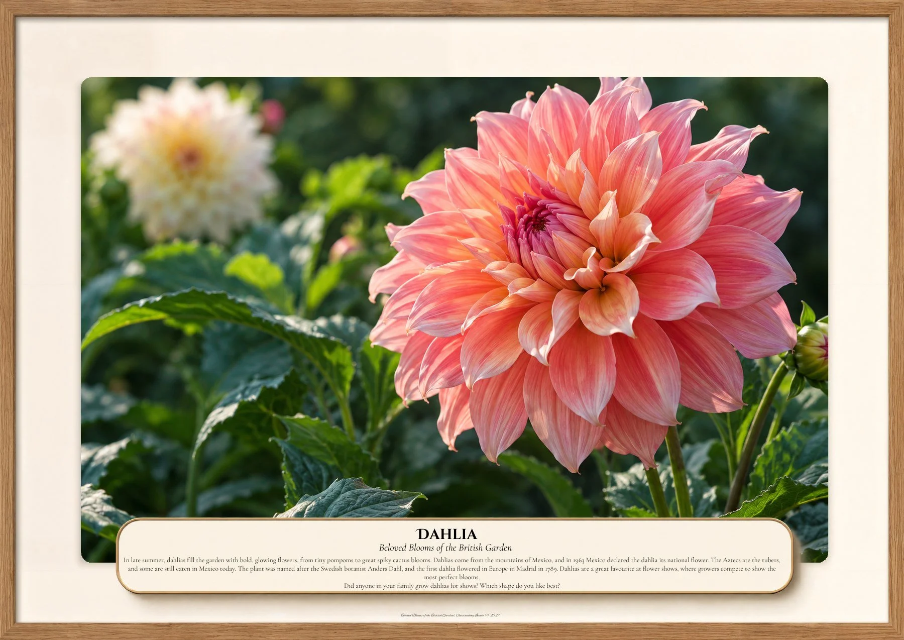 Dahlia, Beloved Blooms of the British Garden, Outstanding Inside